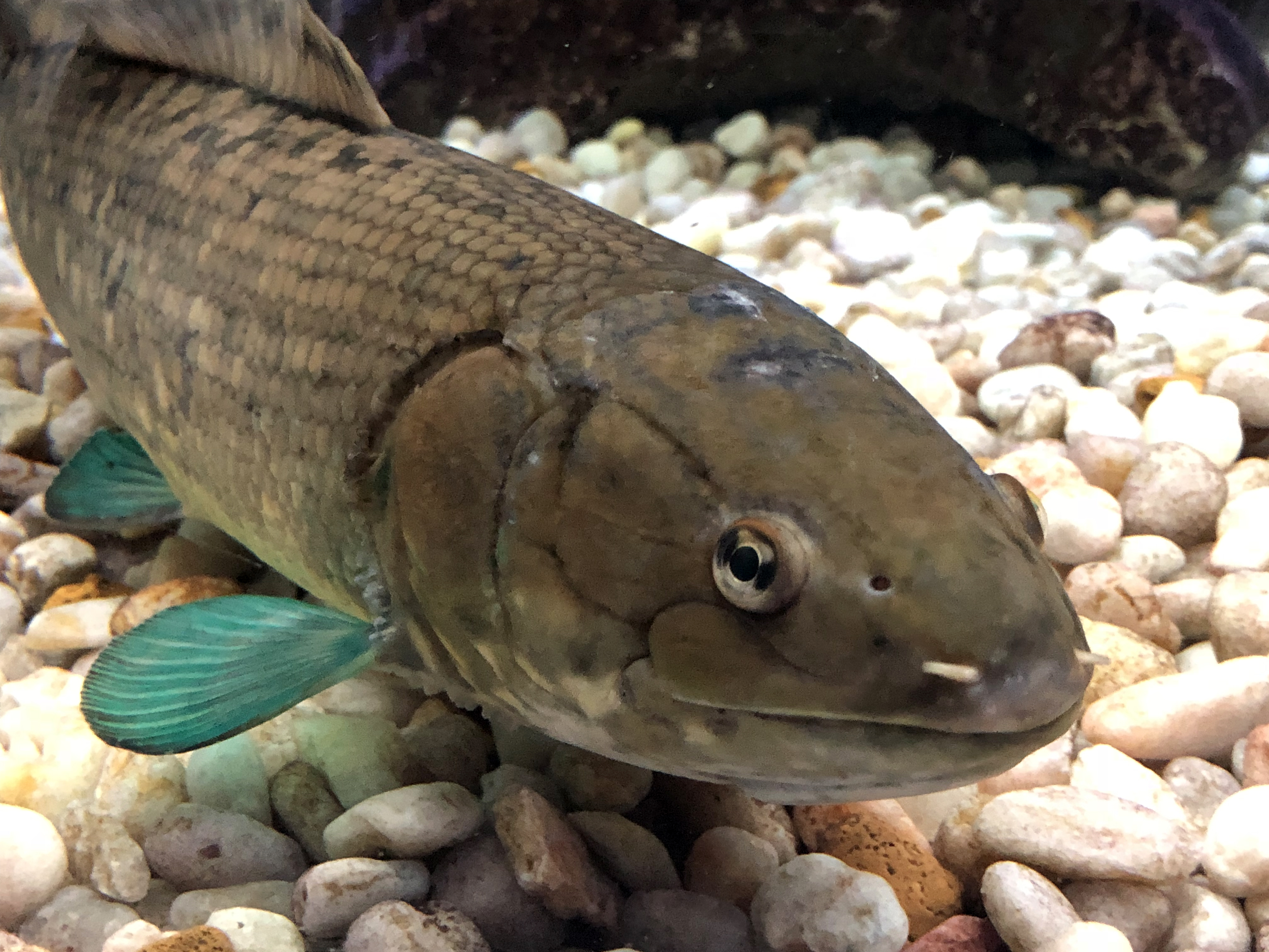 A male bowfin swims underwater above light-colored rocks, grinning for the camera. The fish is an earthy brown, except for its bright green fins.