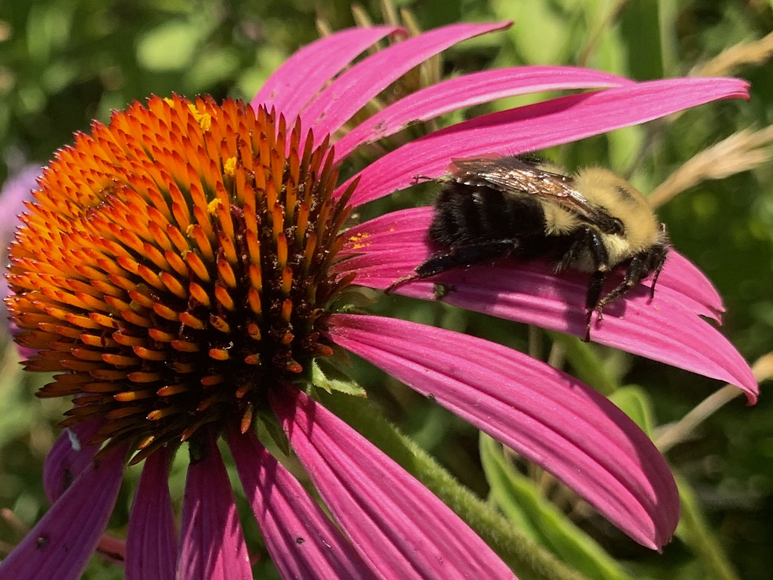 Bumble bee sitting on a flower