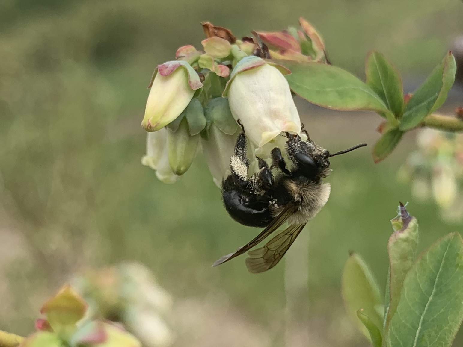 Miner bee pollinating a flower
