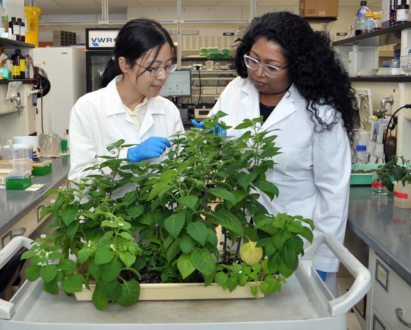 Yann-Ru Lou and Thilani Anthony collaborate to study how black nightshade (Solanum nigrum) makes a large number of distinct types of sticky acylsugars. Credit: Jeff Mason