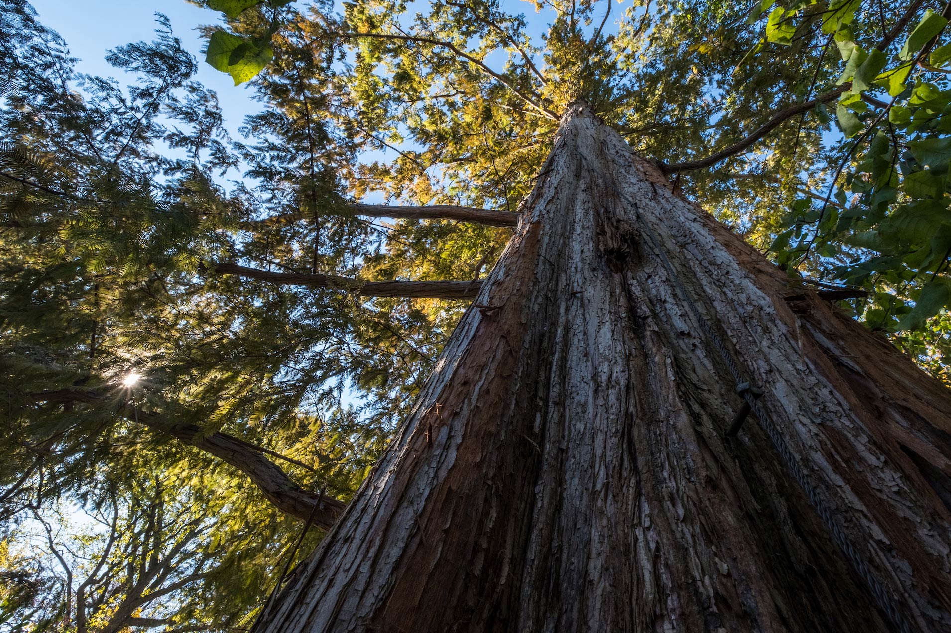 A Giant sequoia tree in the W.J. Beal Botanical Garden on campus. 
