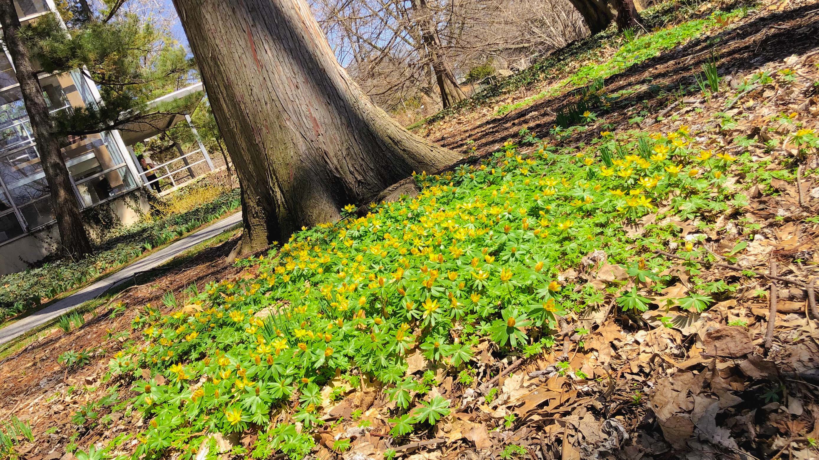 Patch of yellow flowers on ground outside MSU Library