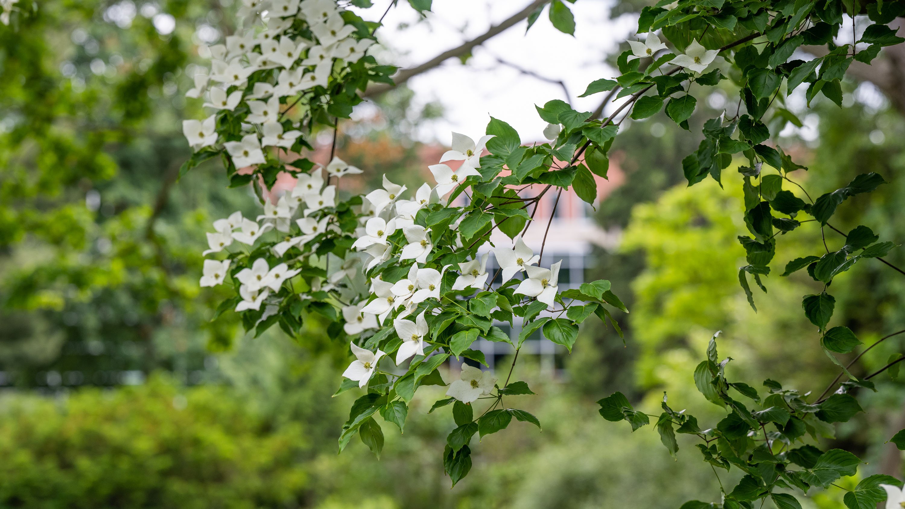 Dogwood flowers