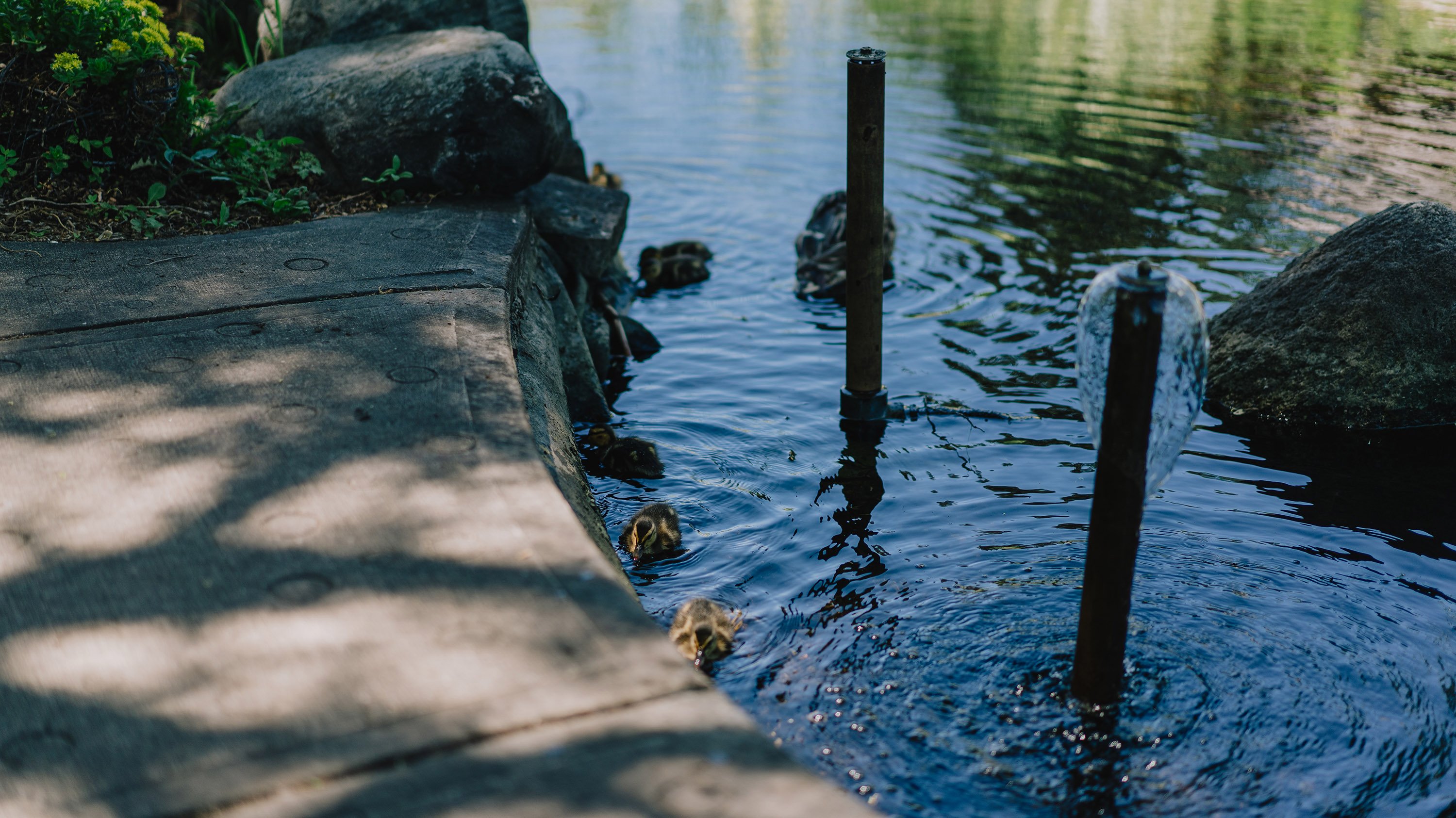Ducks swimming in Monet pond in 4-H garden
