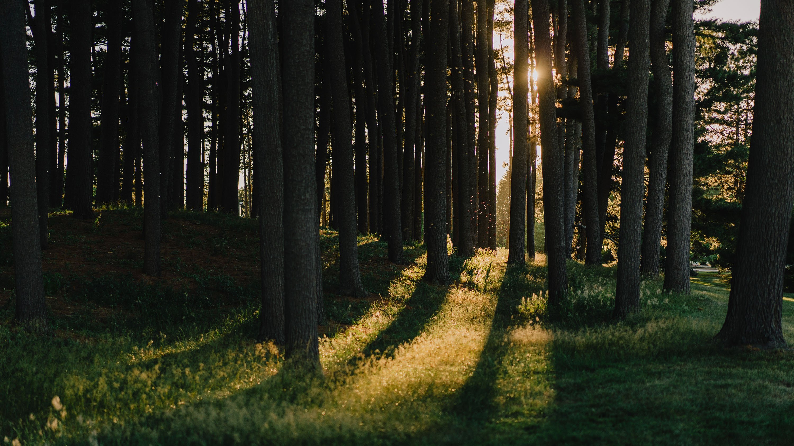 Sunlight filtering through trees in Munn pinetum