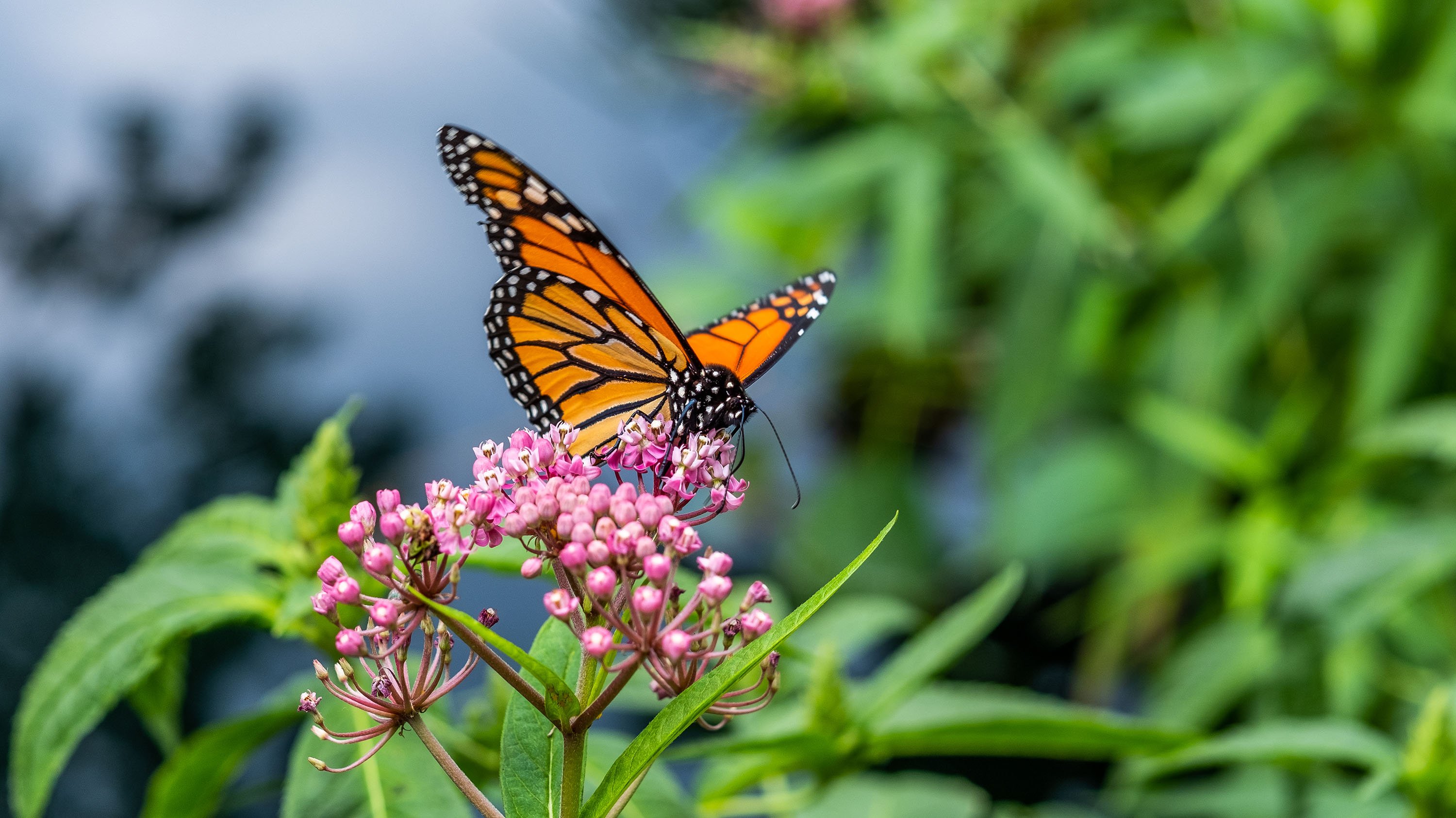 Monarch butterfly perched on flower