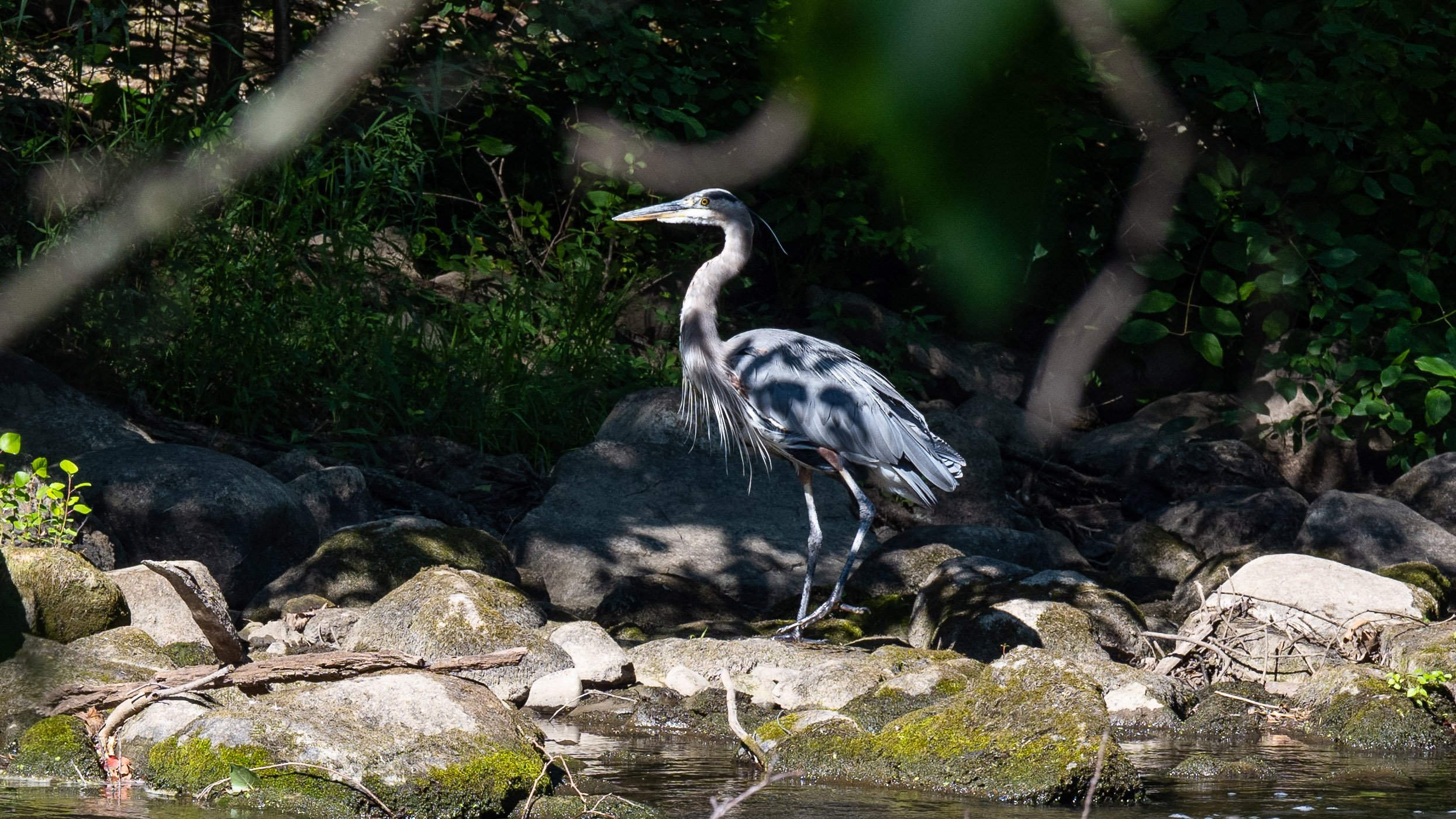 Blue heron on the bank of the Red Cedar River