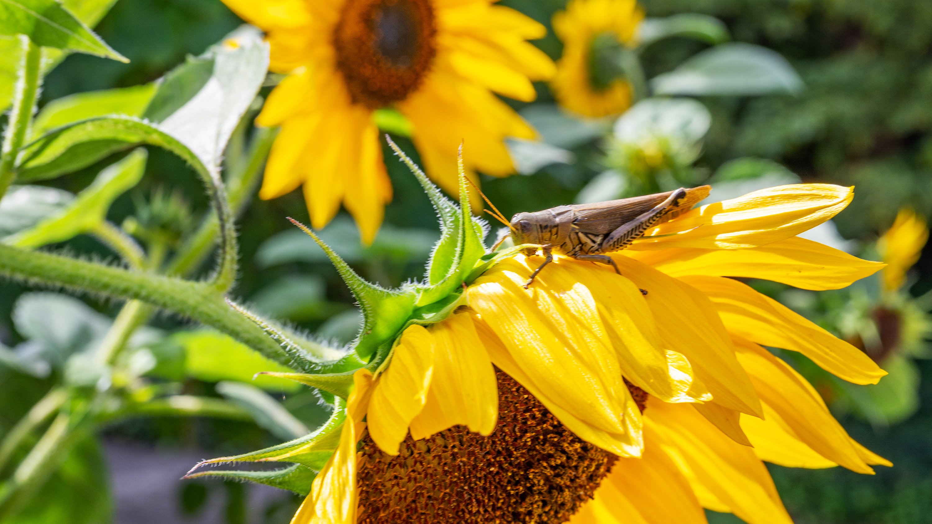 Grasshopper standing atop a sunflower