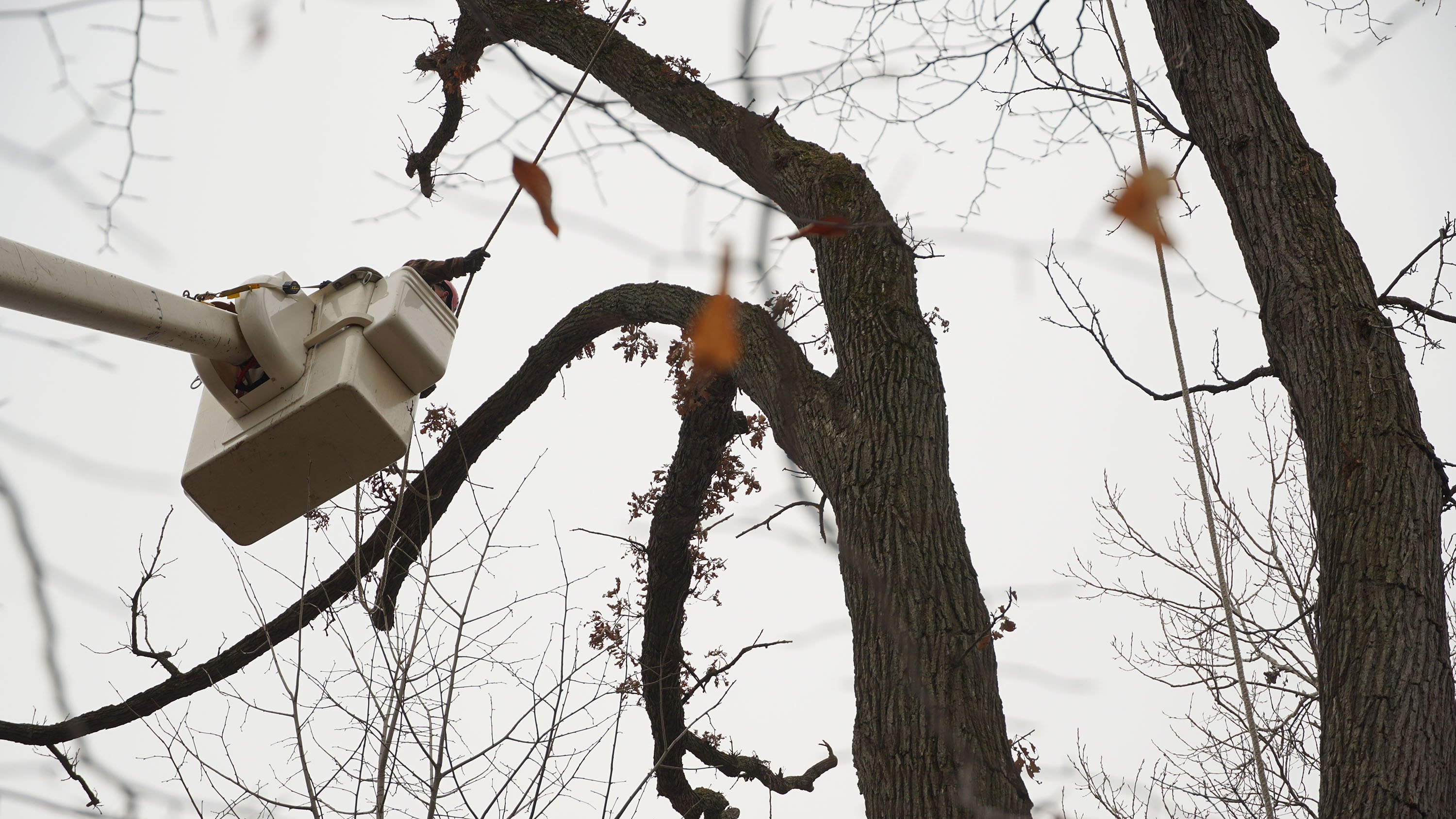 A photograph of a worker raised high to the top of a tree with a bucket truck lift to trim branches and remove limbs. 
