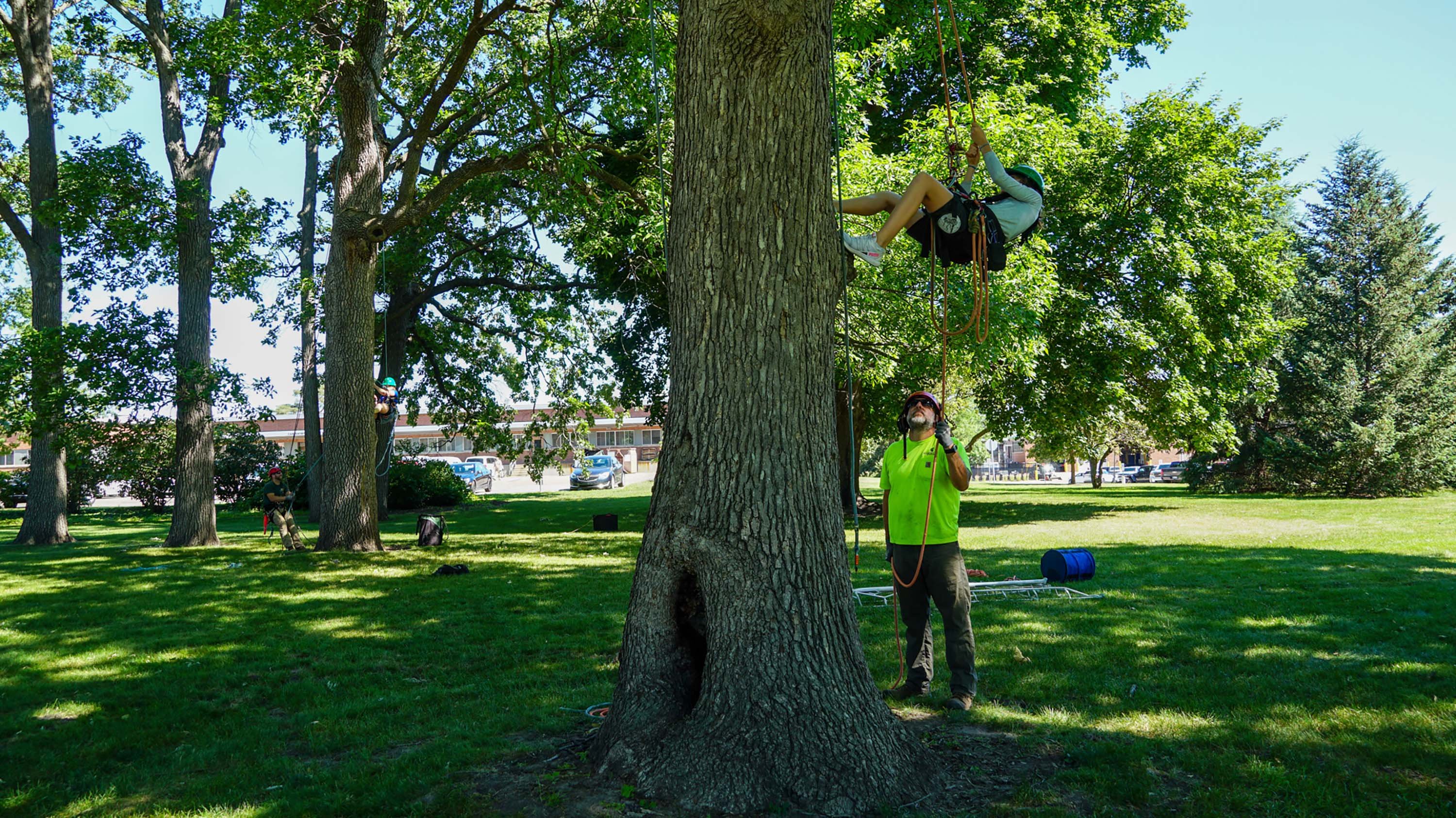 A photograph of an IPF arborist handling safety ropes as a student climbs a large tree trunk as part of a special outreach event. 