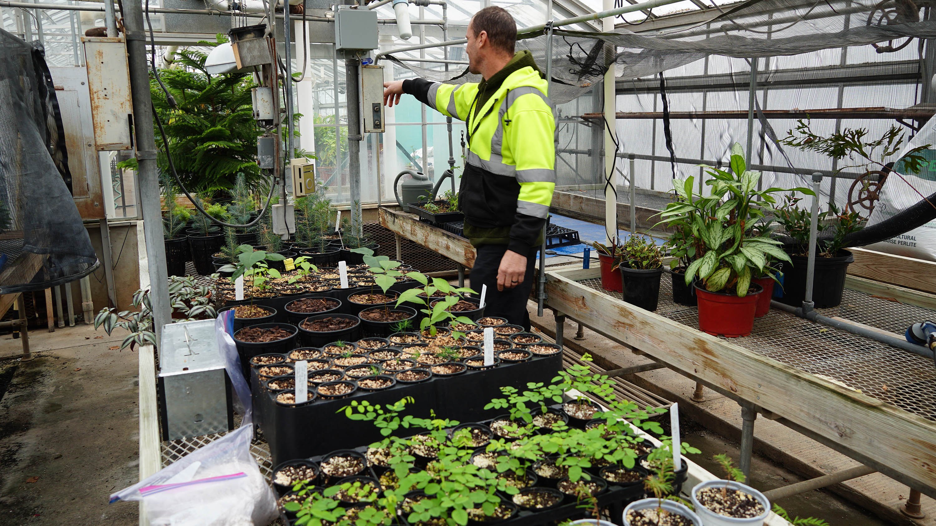 Photograph shows a IPF worker inside a greenhouse surrounded by rows of plants in trays and pots. 