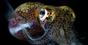 Hawaiian Bobtail Squid
