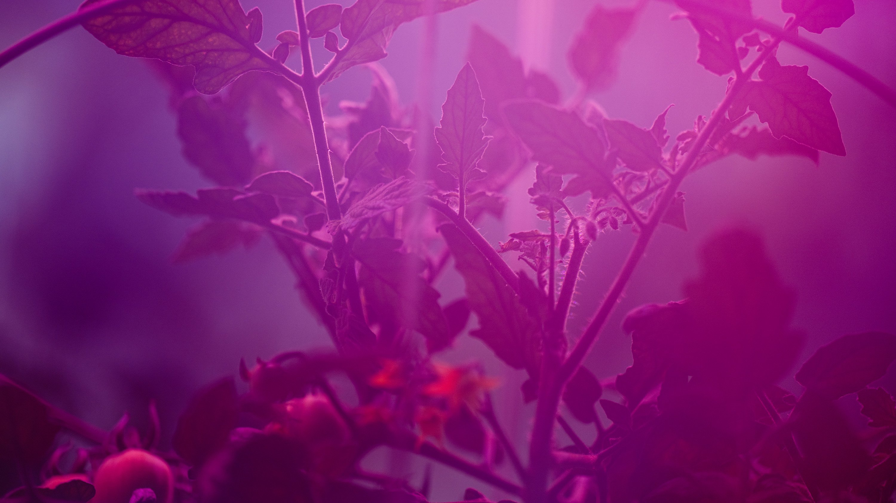 Plant growing under pink light in greenhouse