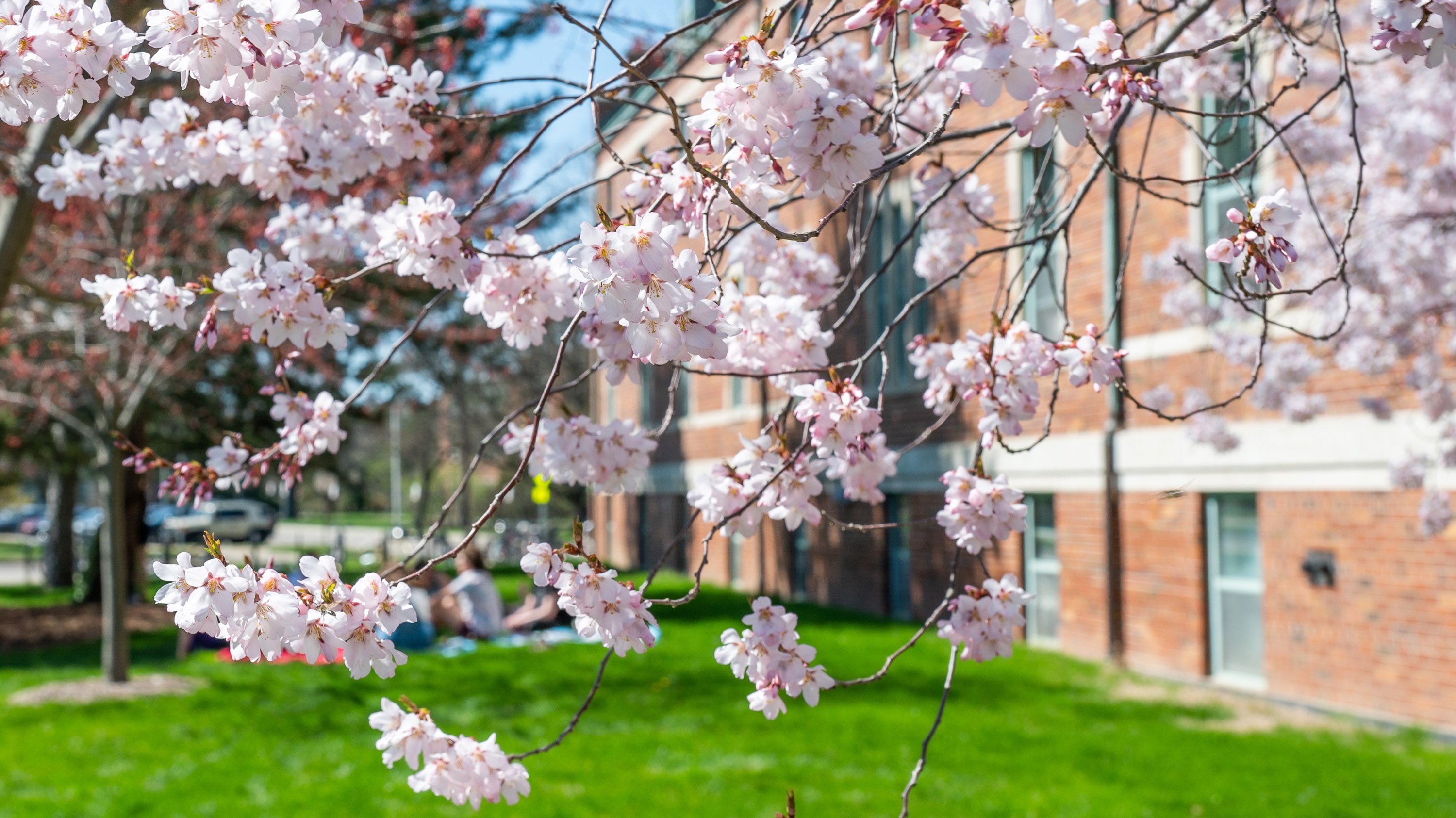 Cherry blossoms in font of Mayo Hall