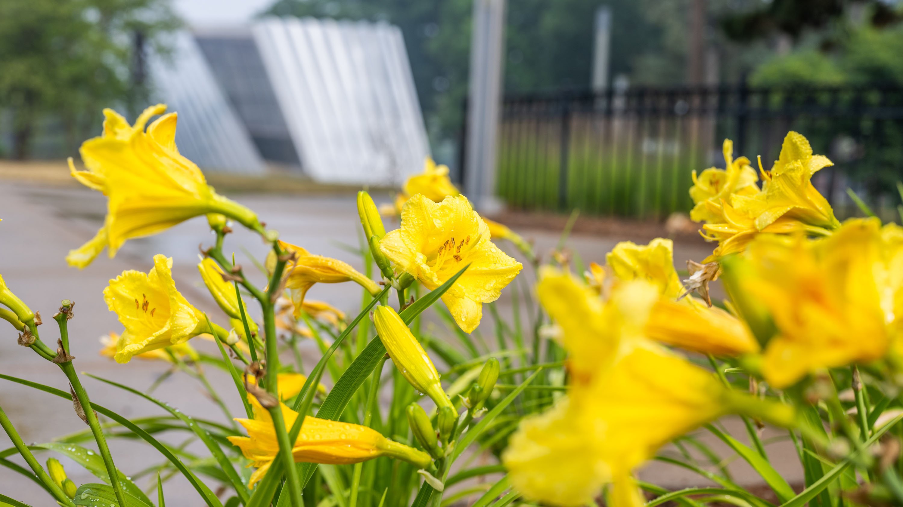 Daylilies in front of MSU Broad Art Musuem