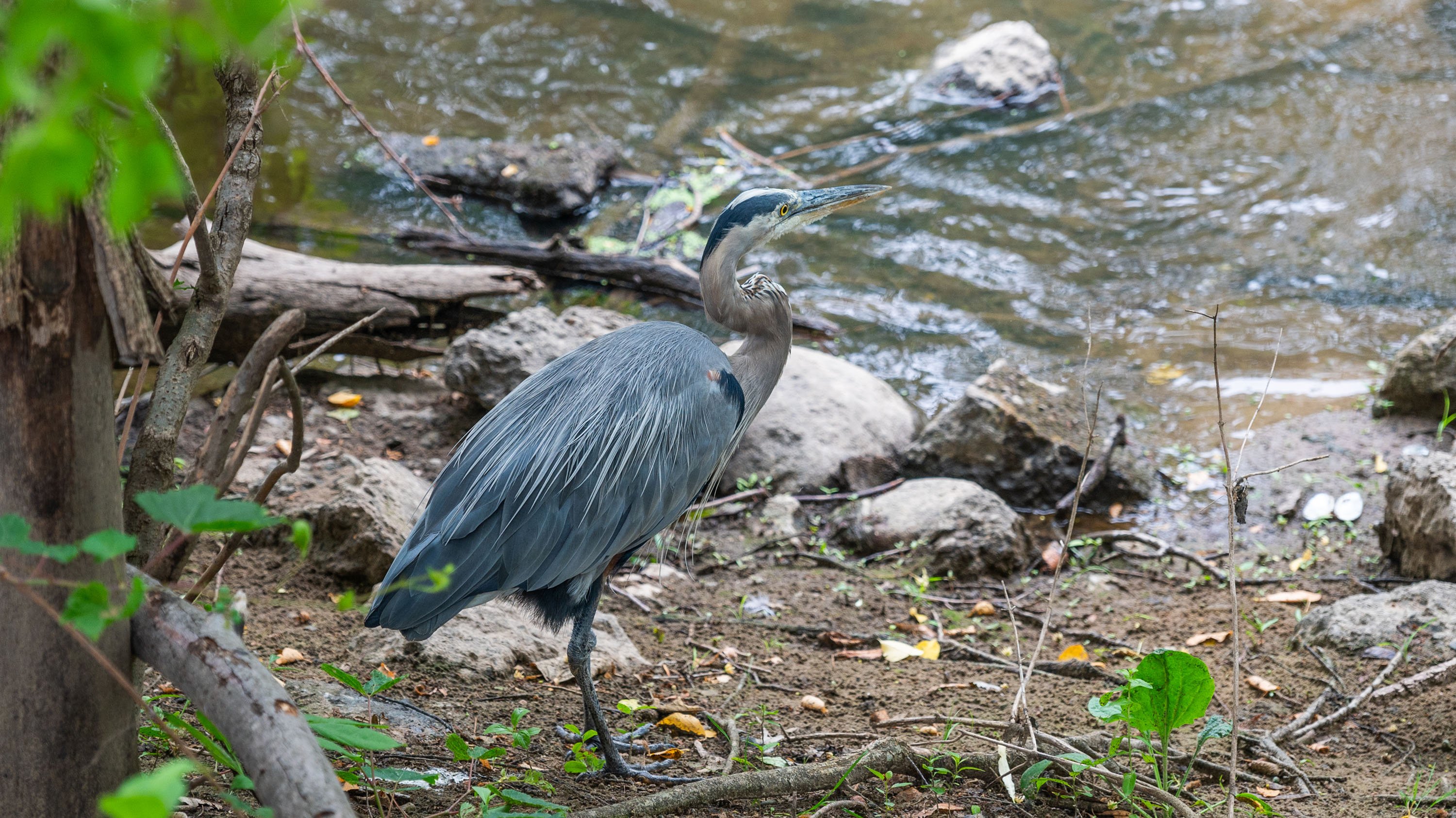 Great blue heron