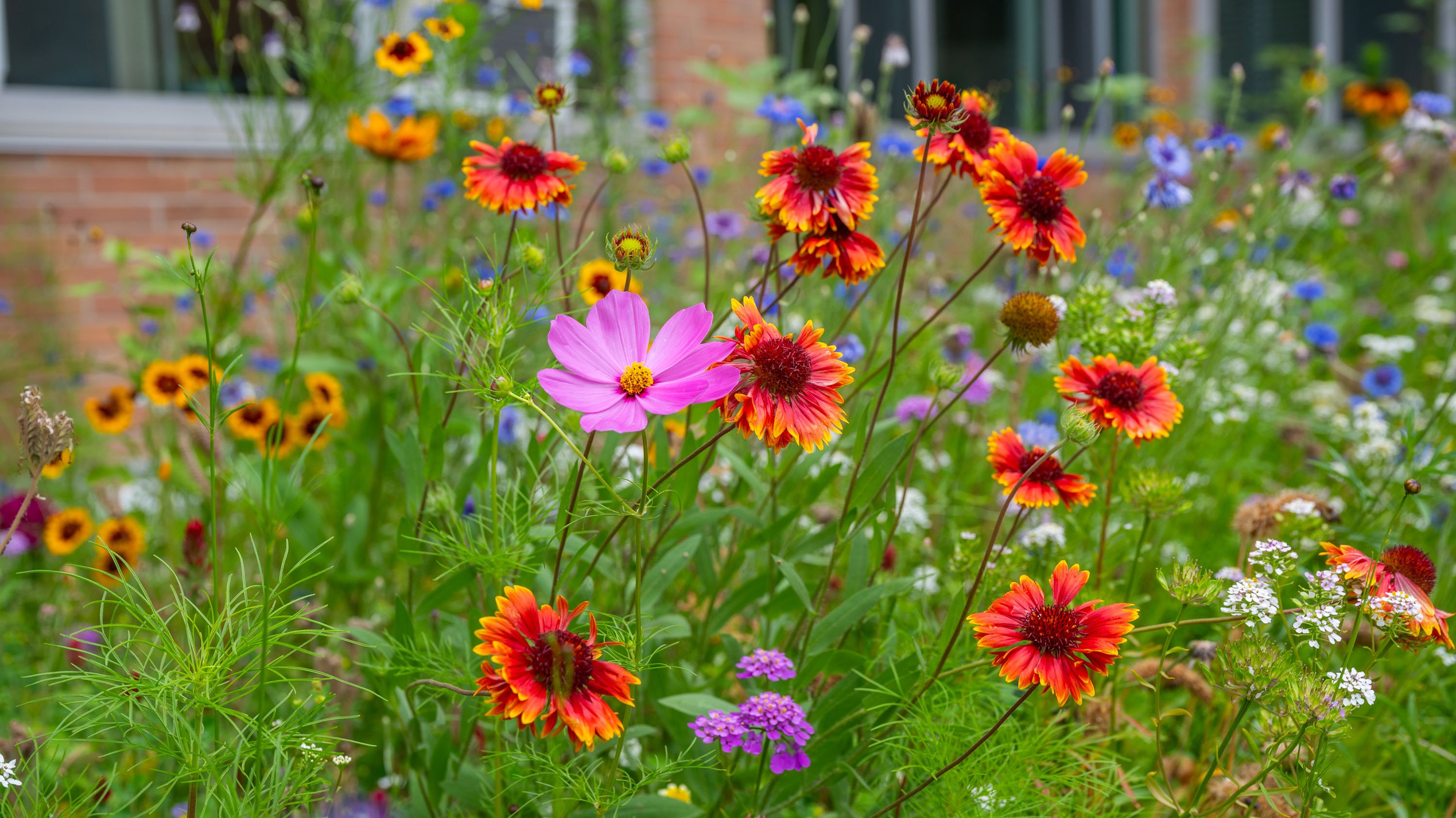 Colorful wildflowers