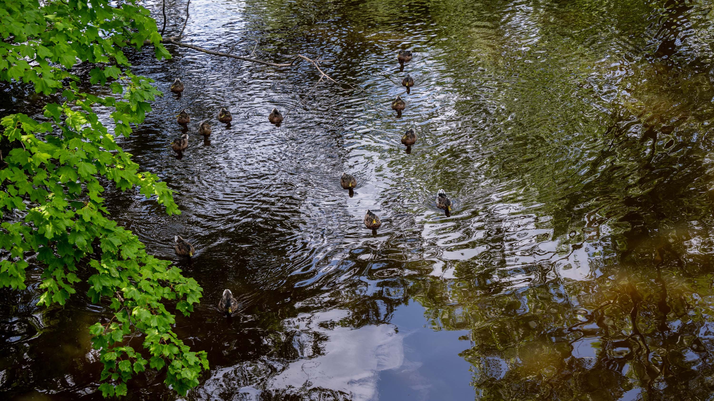 Ducks swimming along Red Cedar River