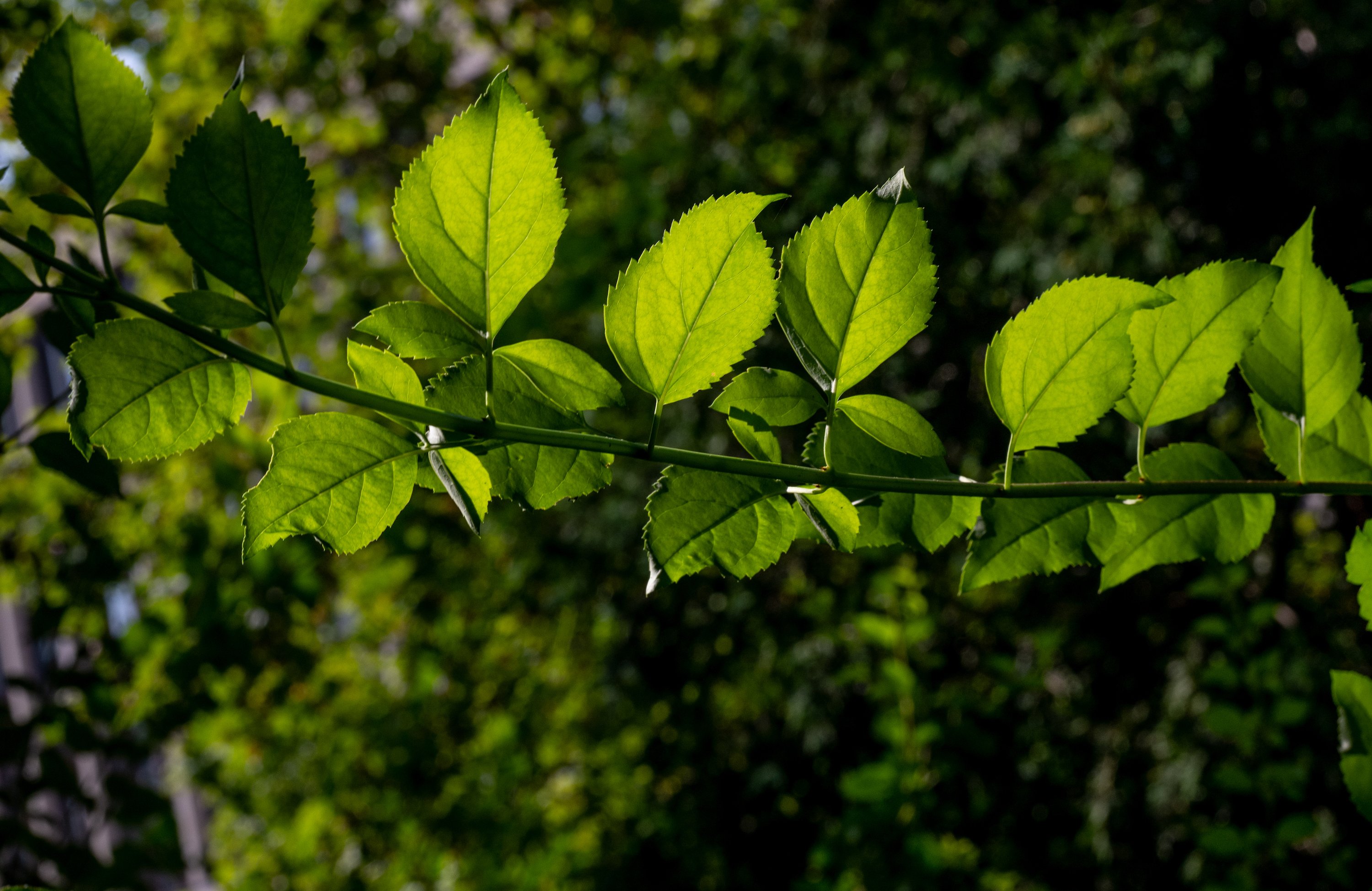 Morning light falls on the leaves of a forsythia bush.