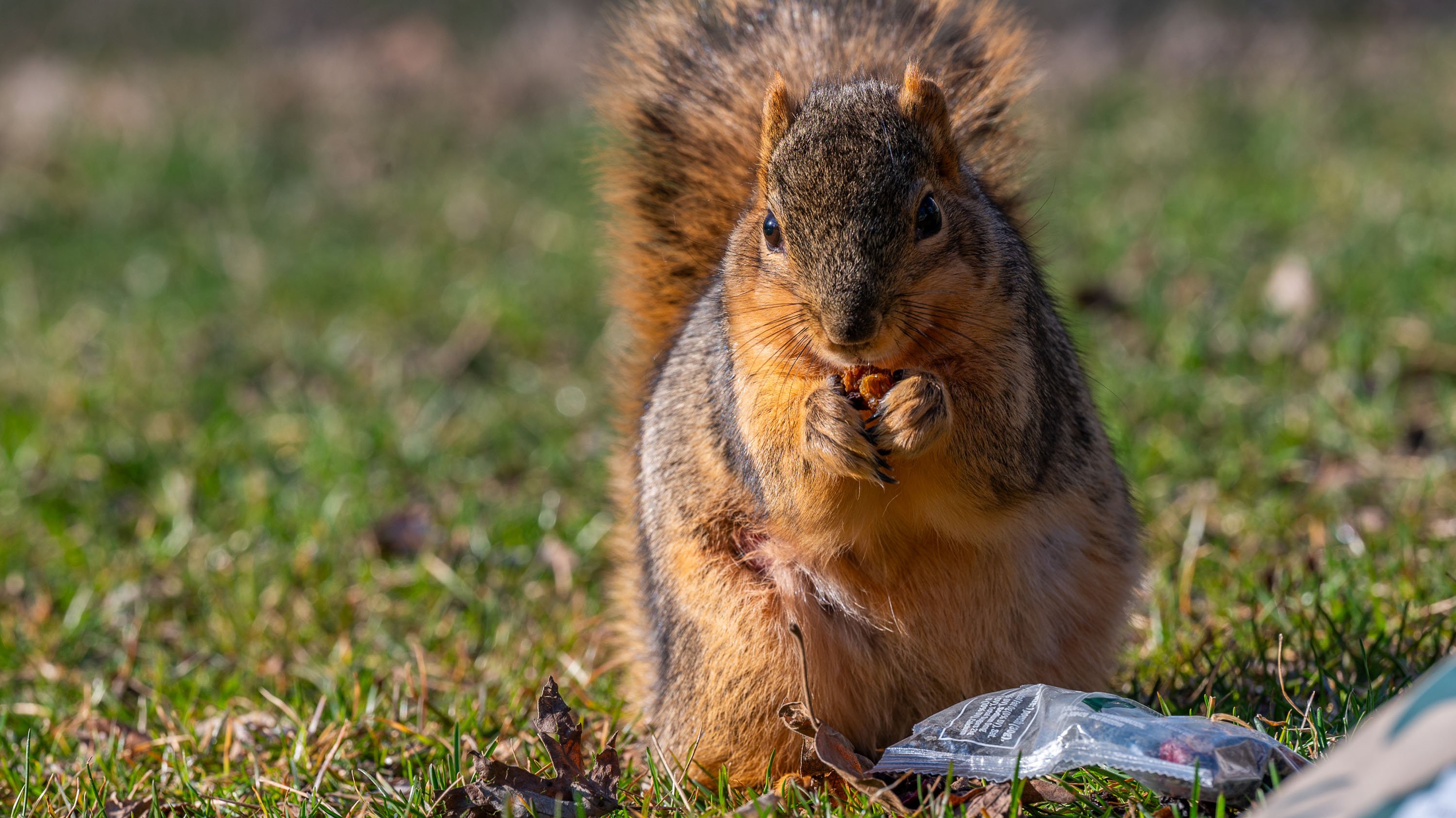 Squirrel eating out of starbucks bag