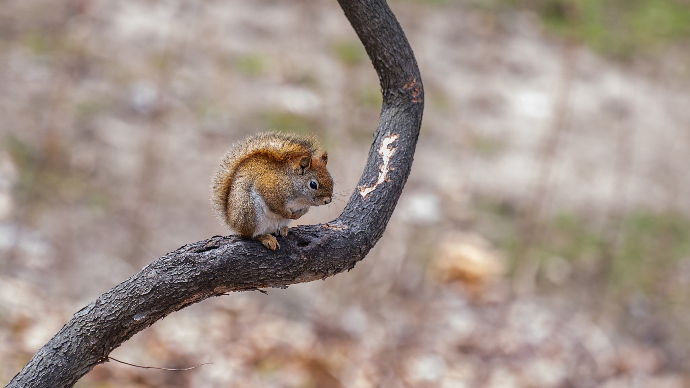 Baby squirrel on tree branch