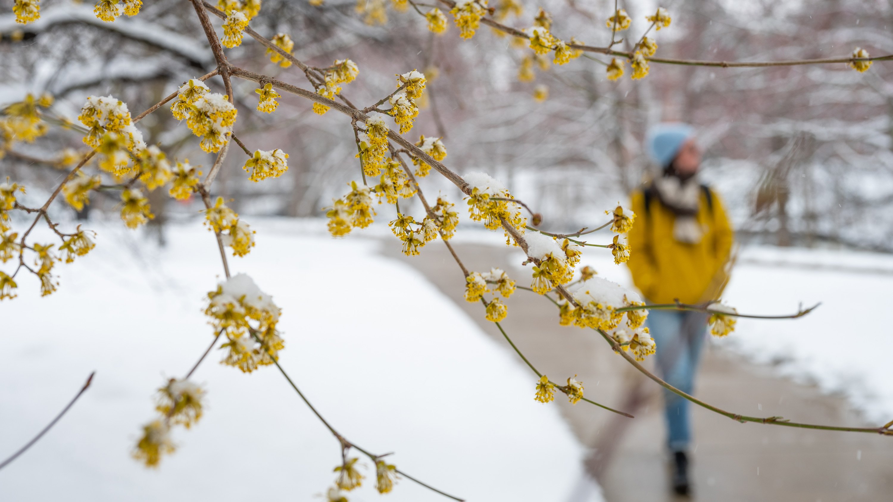 Yellow flowers on branch next to person in yellow coat