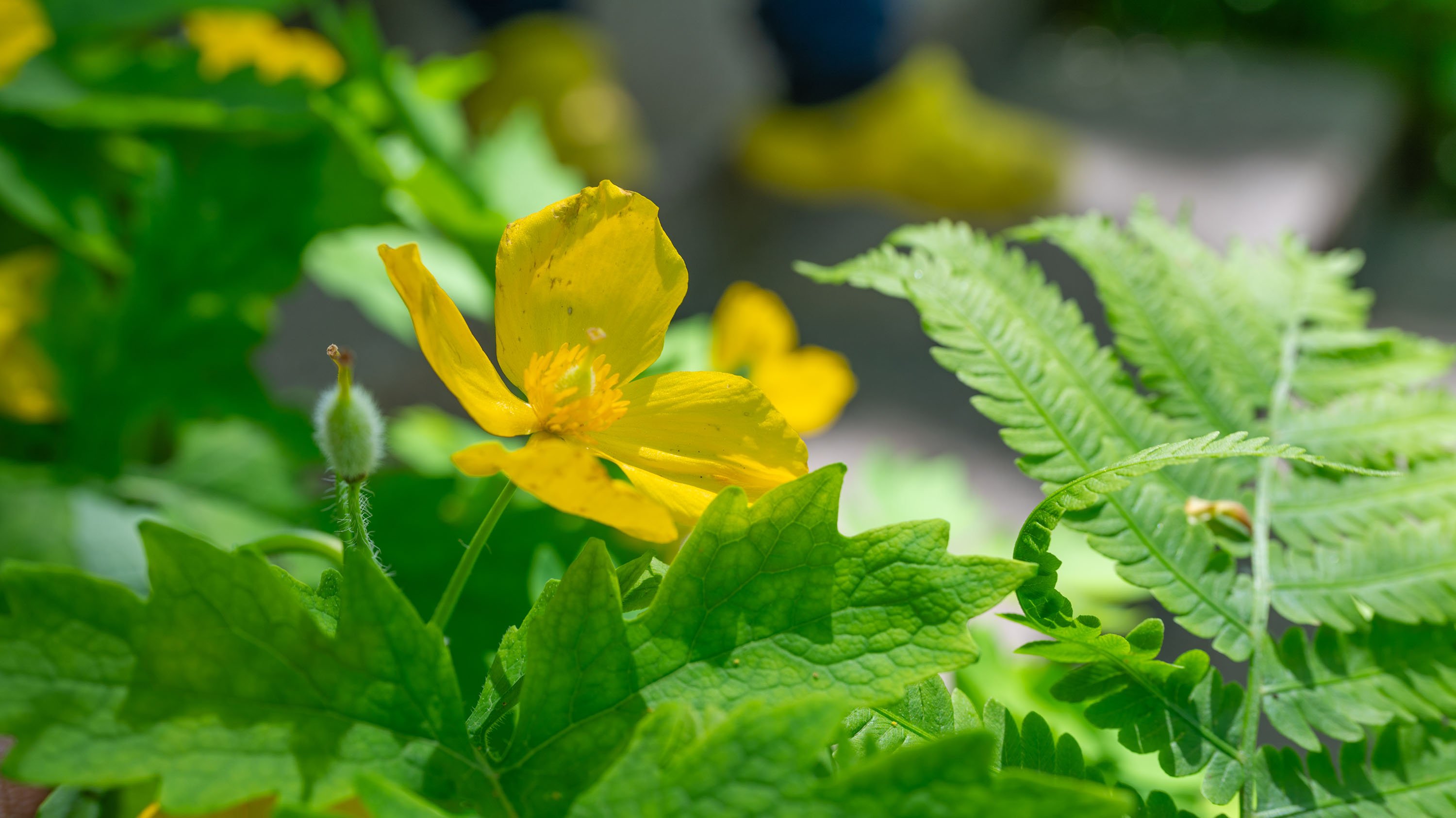 Yellow flower with yellow clogs 