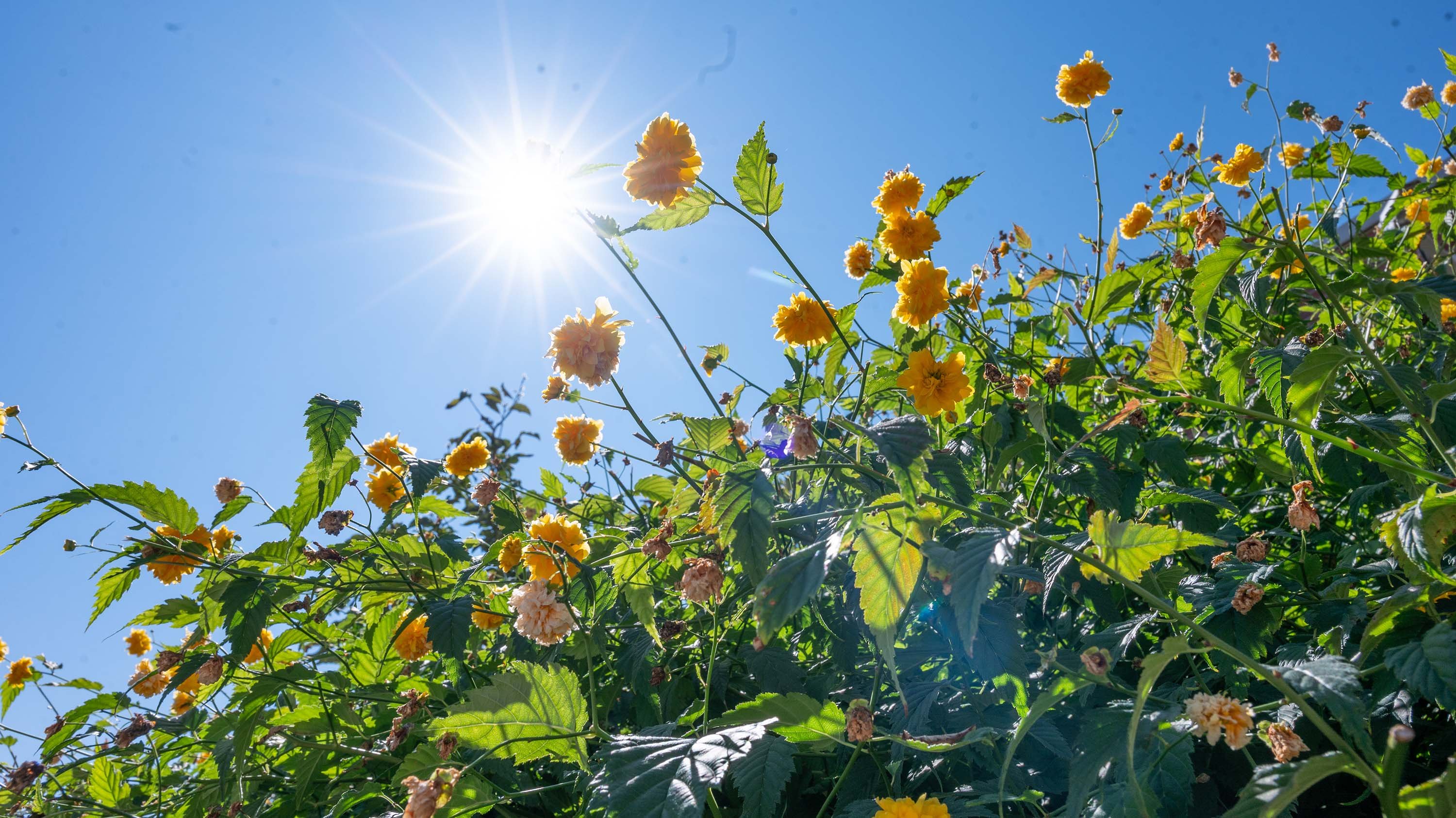Yellow flowers and sunburst