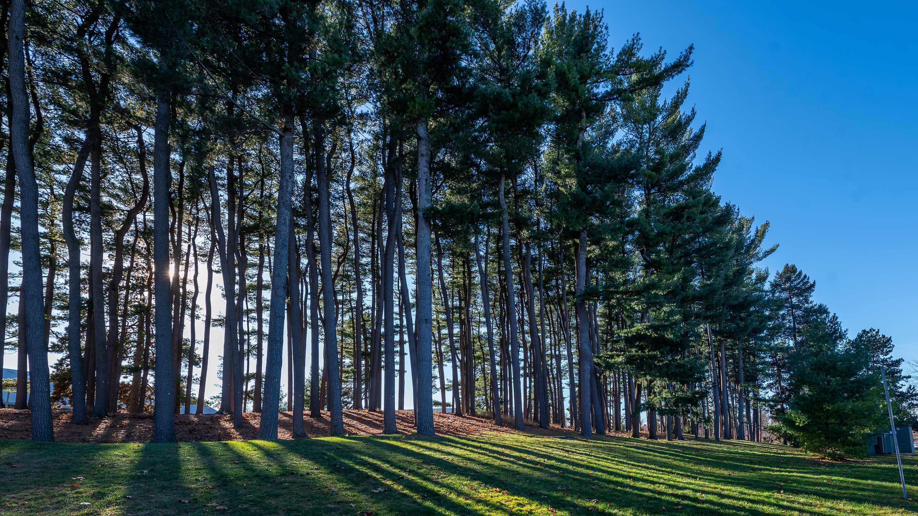 Munn Pinetum