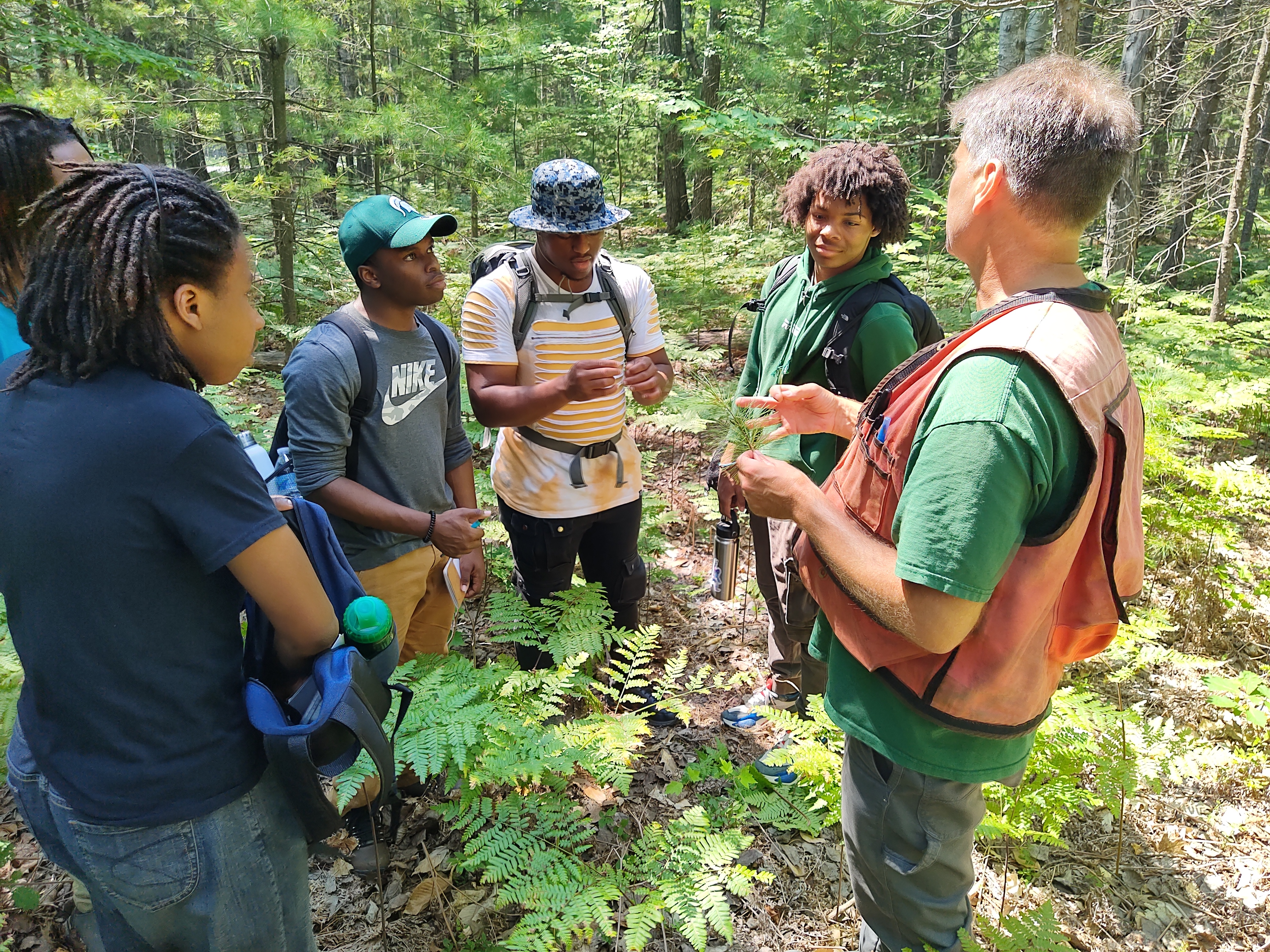 A tour through a forest