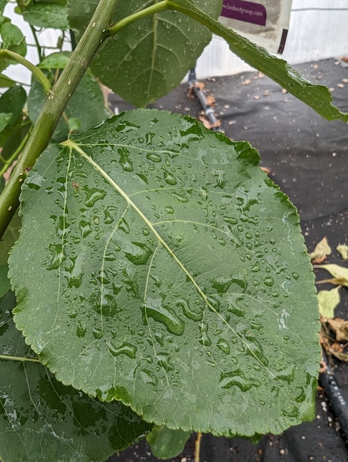 A close-up of a large, dark green poplar leaf speckled with water droplets.
