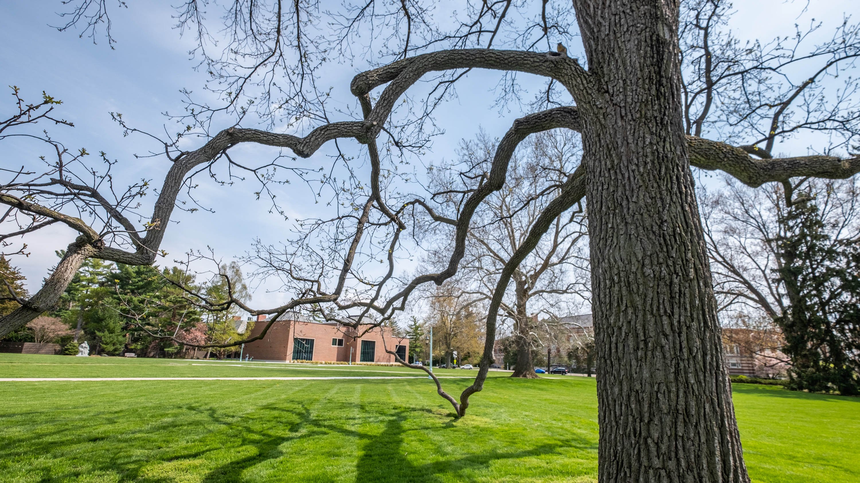 Black walnut tree on campus