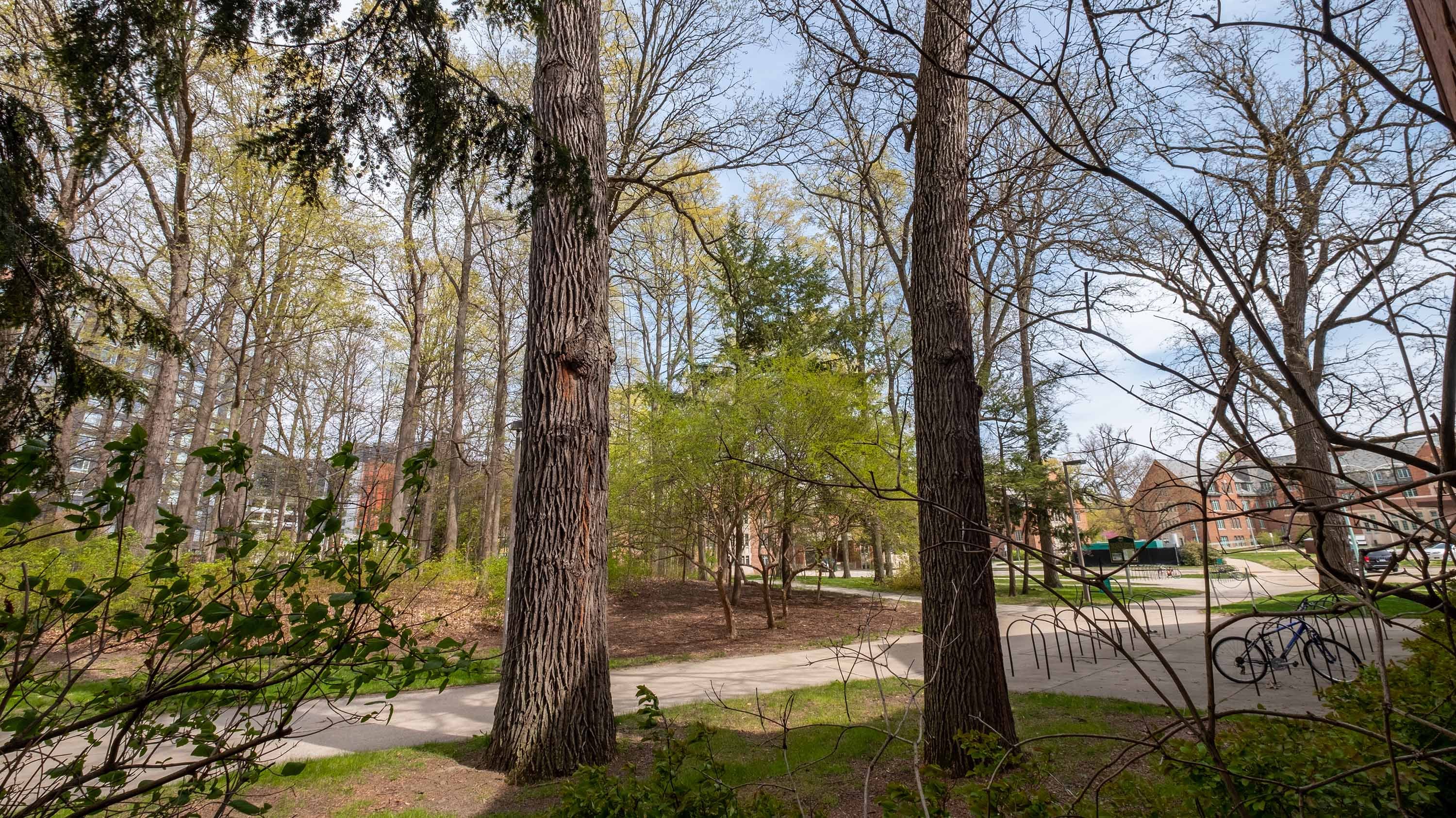 Oak trees near Mayo Hall