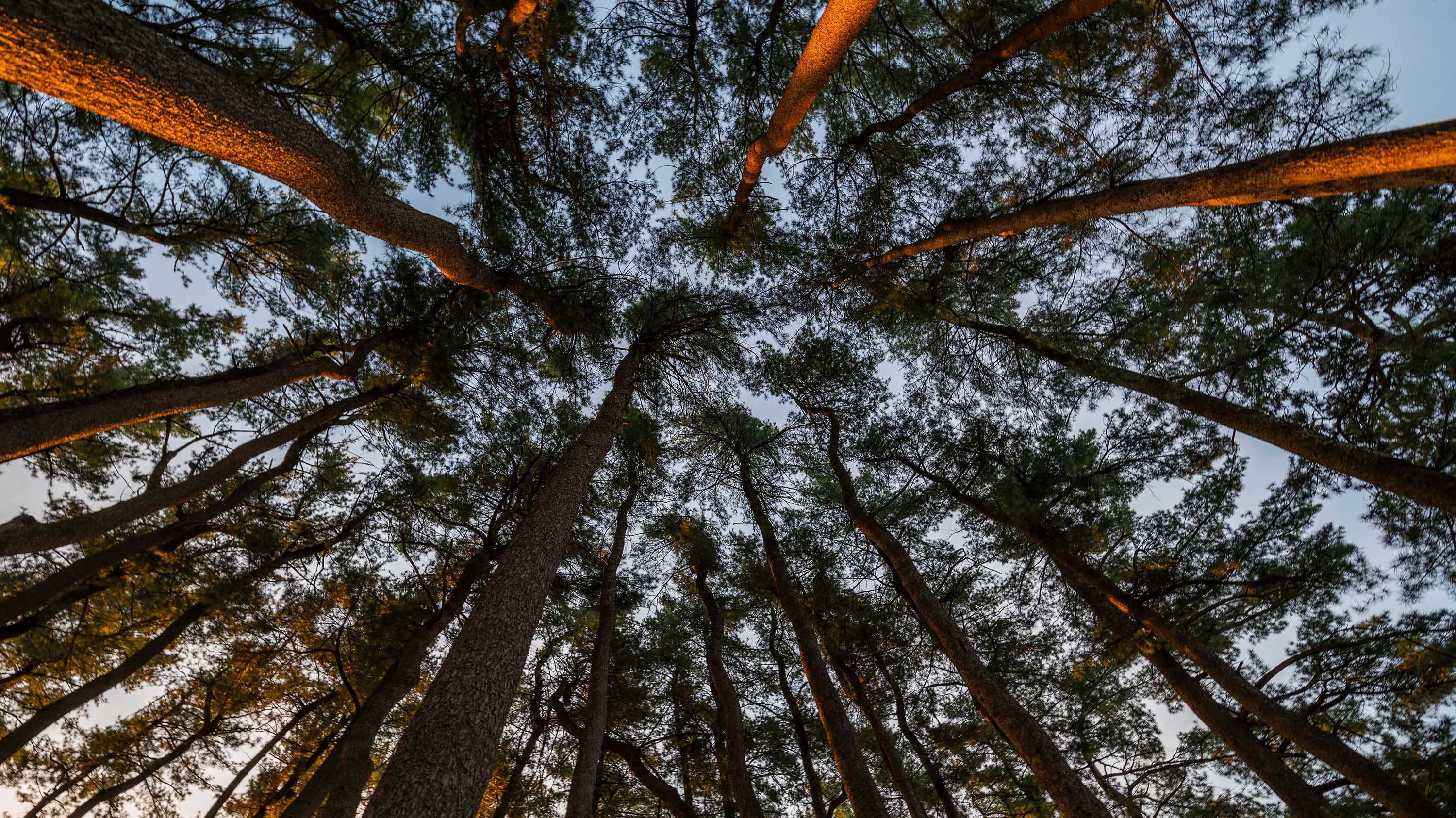 Munn Pinetum from below
