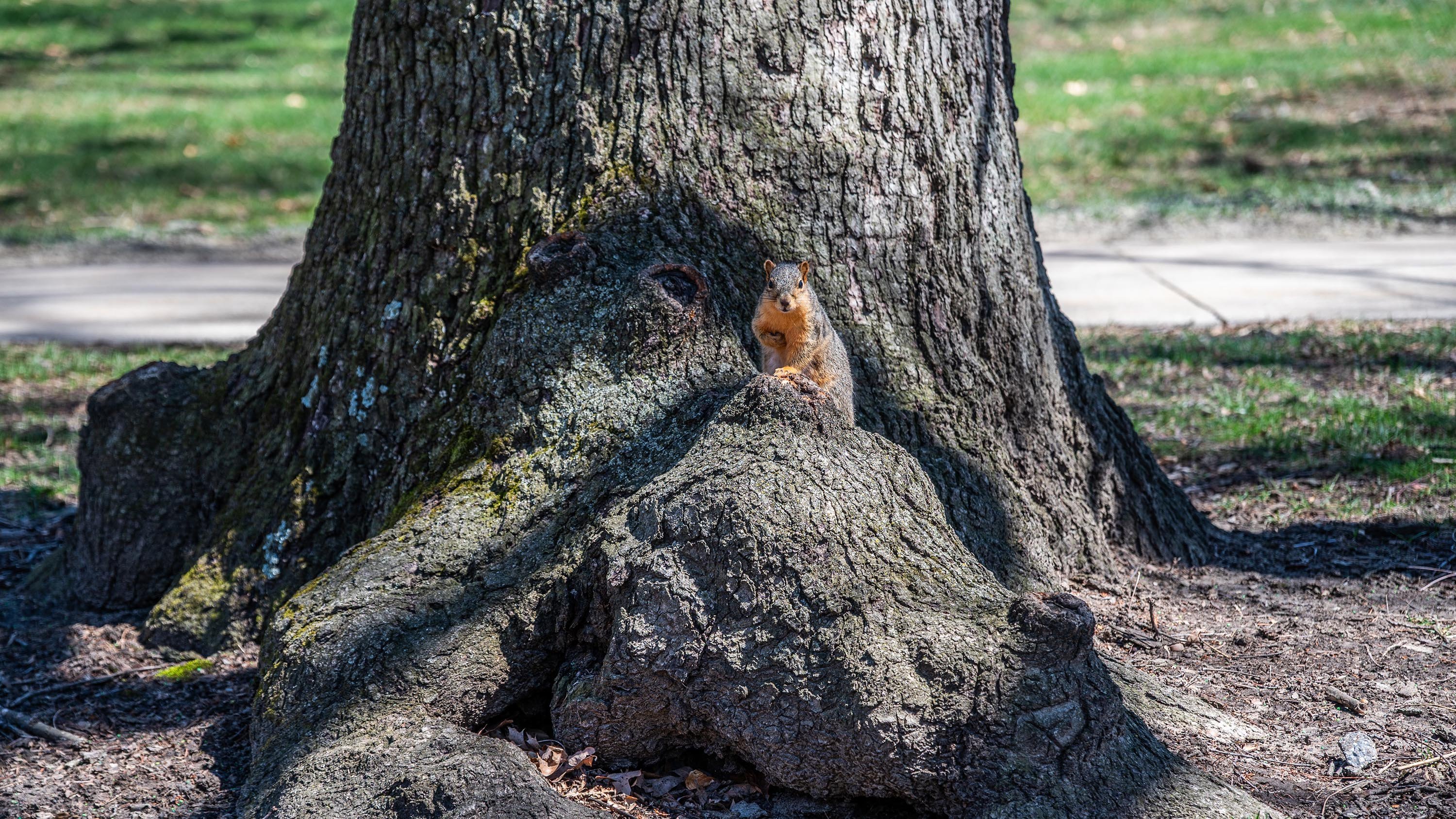 Squirrel sitting at base of tree