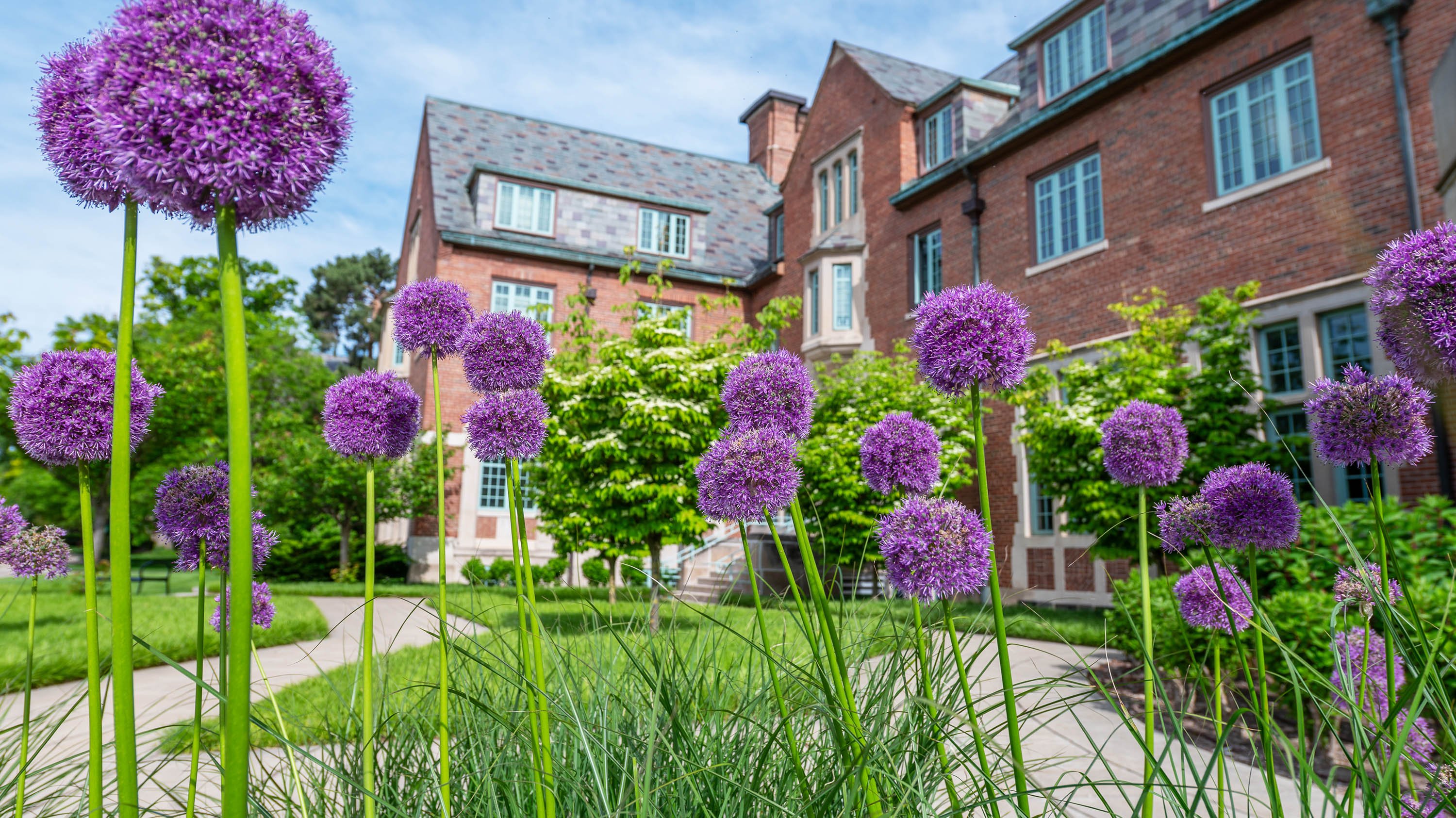 Purple flowers in front of Landon Hall