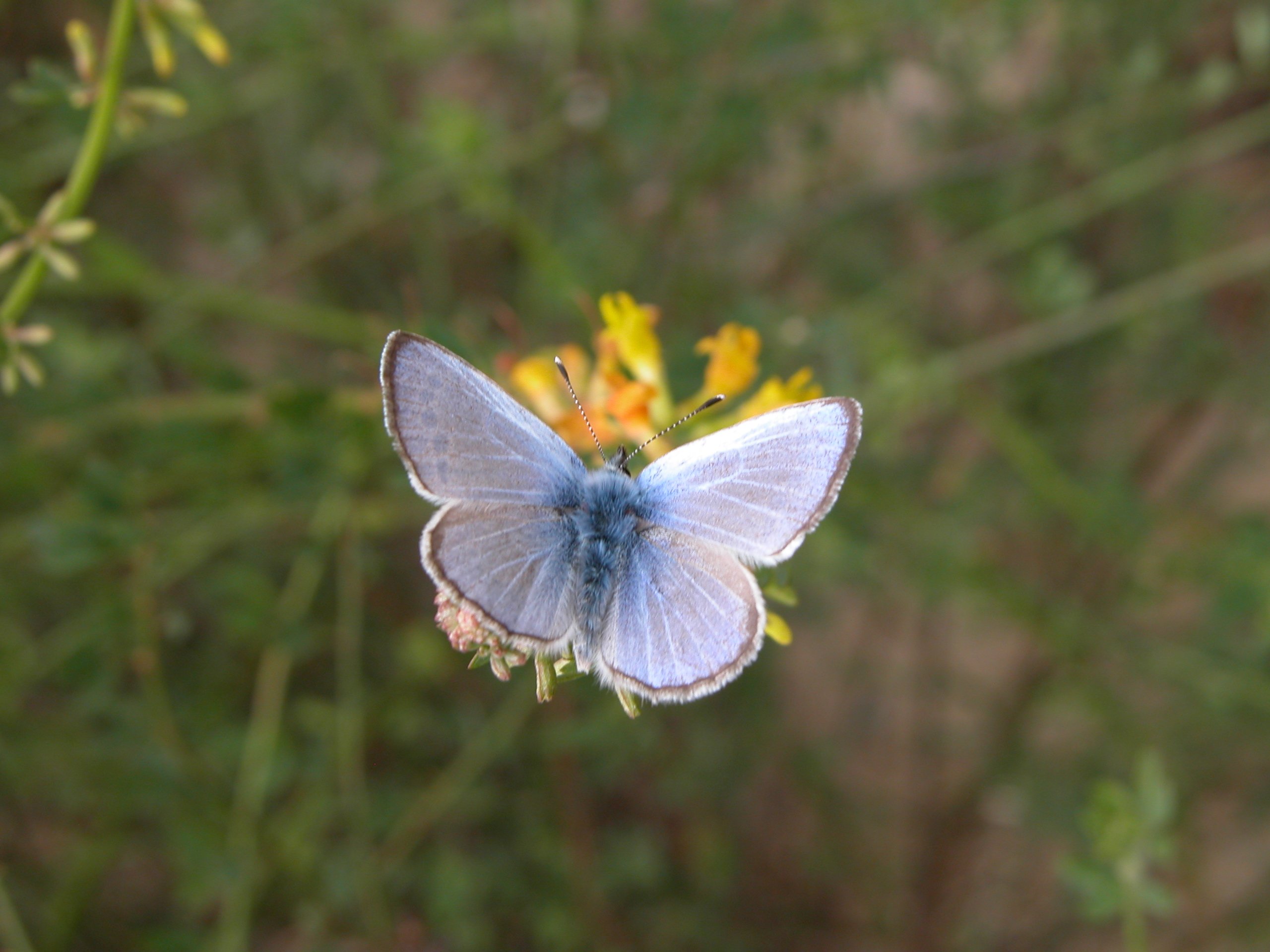 Palos Verdes Blue