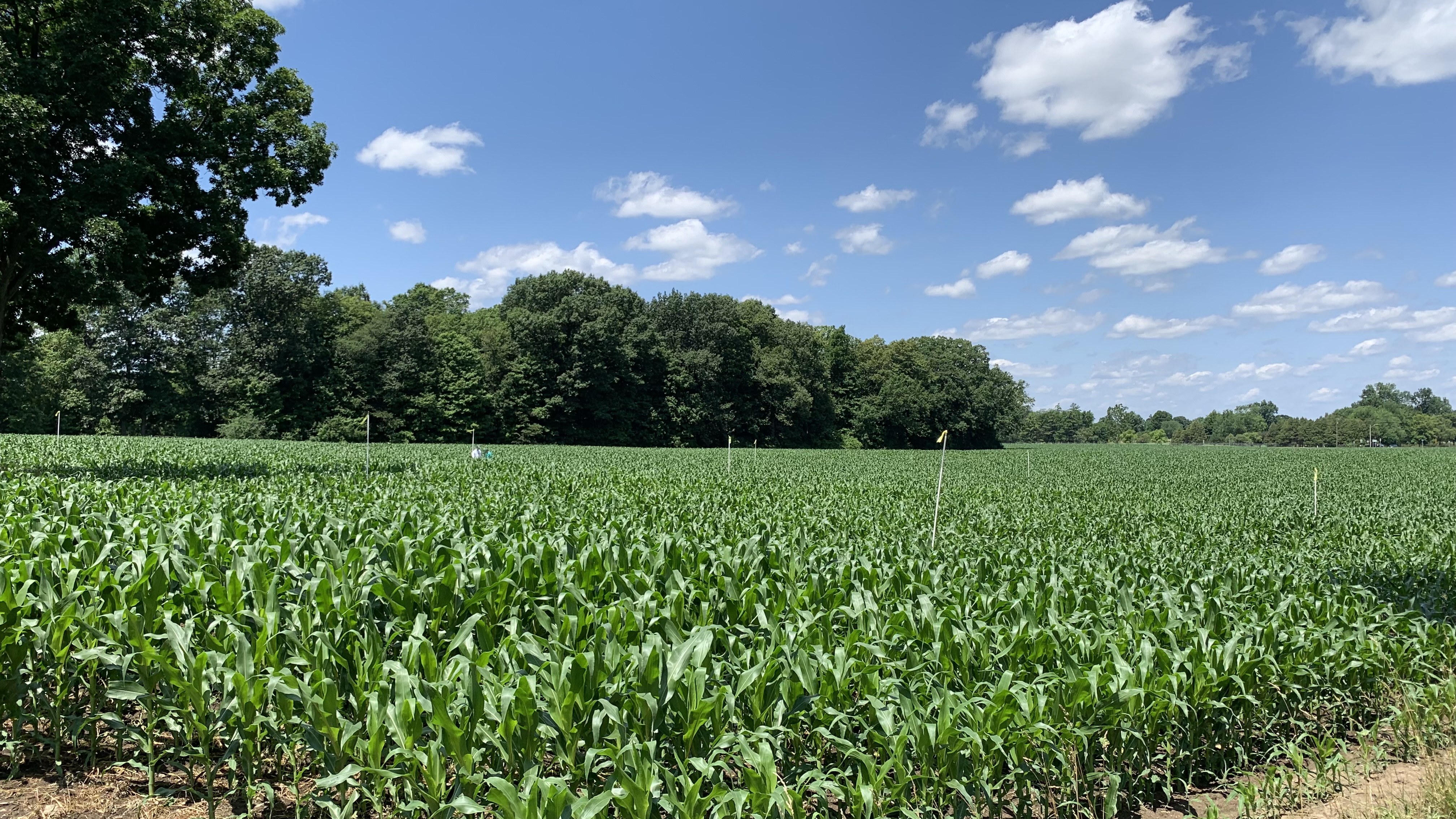 Liao, a professor in the MSU Department of Biosystems and Agricultural Engineering, said while concentrations of these substances are often low or below detection limits, MSU’s approach emphasizes science-based application practices, comprehensive waste source assessment and alignment with state and federal safety standards.