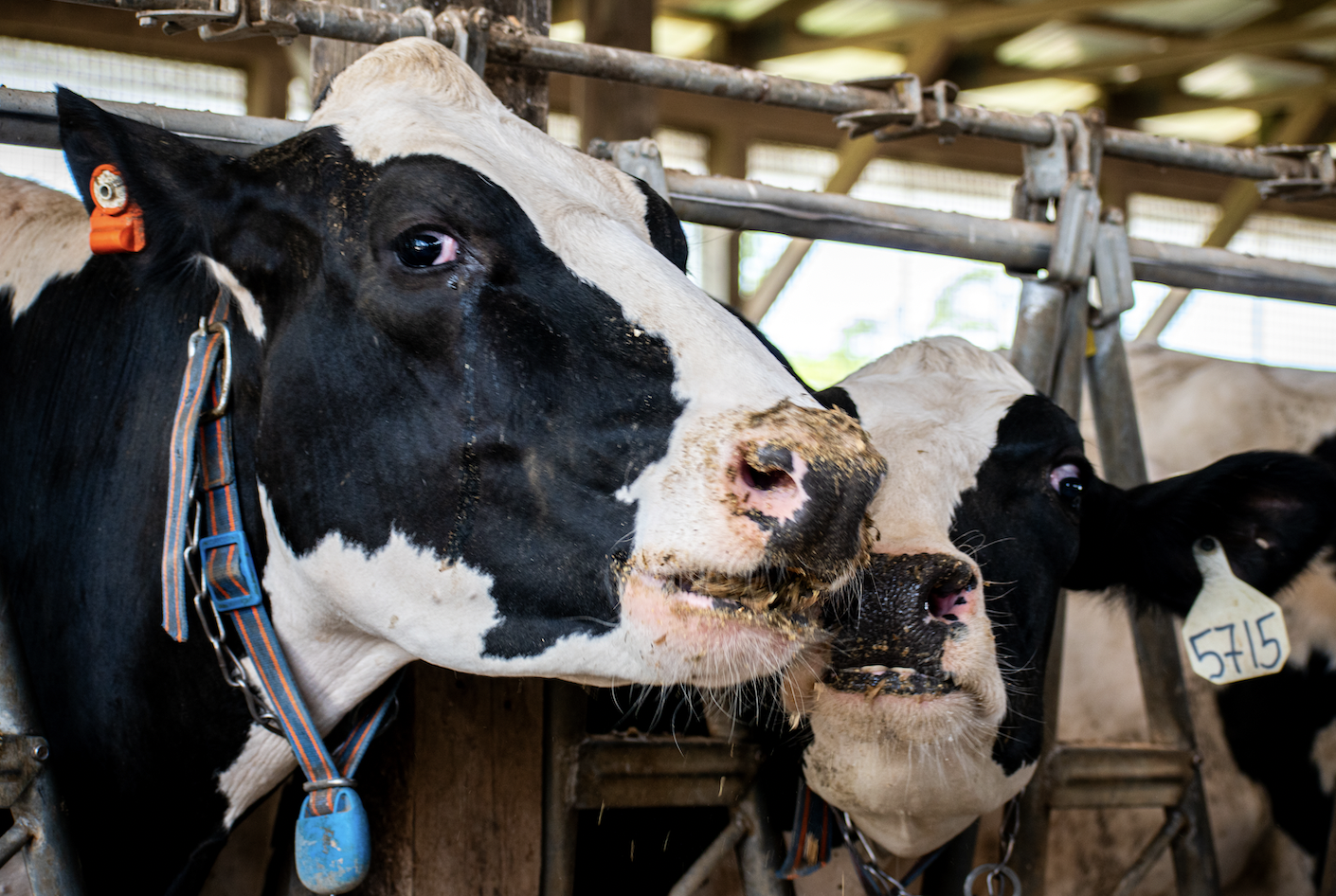 Dairy cattle at the MSU Dairy Cattle Teaching and Research Center in 2023. To expand research capacity for transforming agricultural waste into renewable energy and resources, MSU is currently building a state-of-the-art Dairy Cattle Teaching and Research Center with a $30 million investment from the State of Michigan. (Photo Credit: Wei Liao)