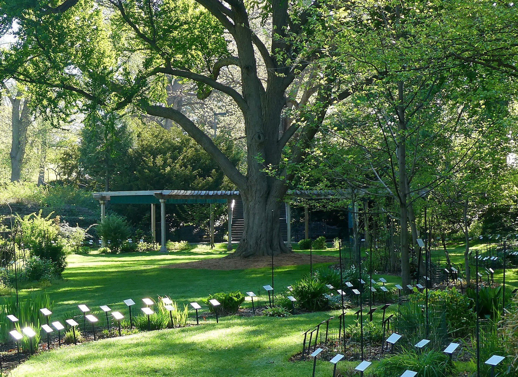 photo of a botanical garden in summer with a large tree at the center of labeled garden beds