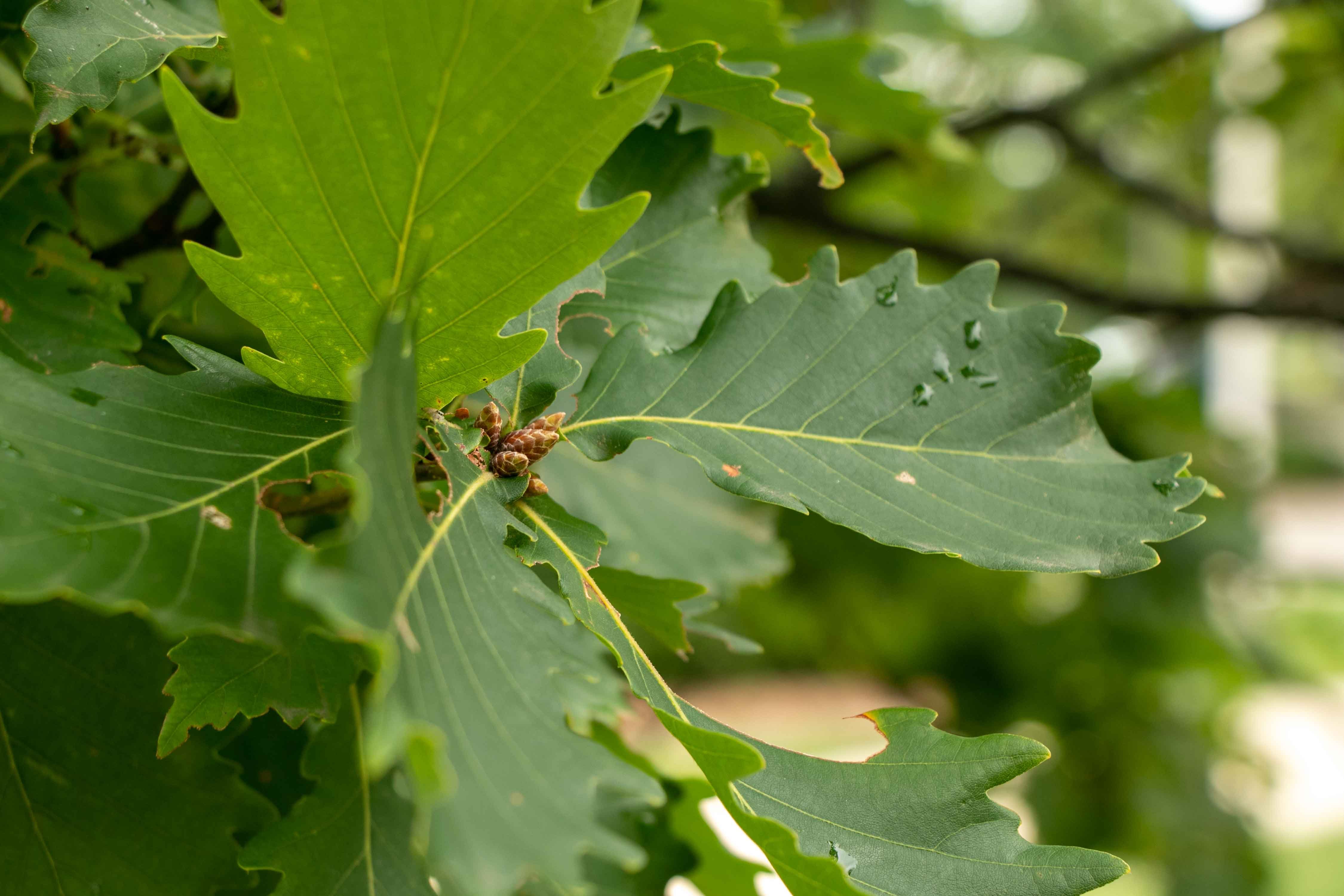 Mongolian Oak