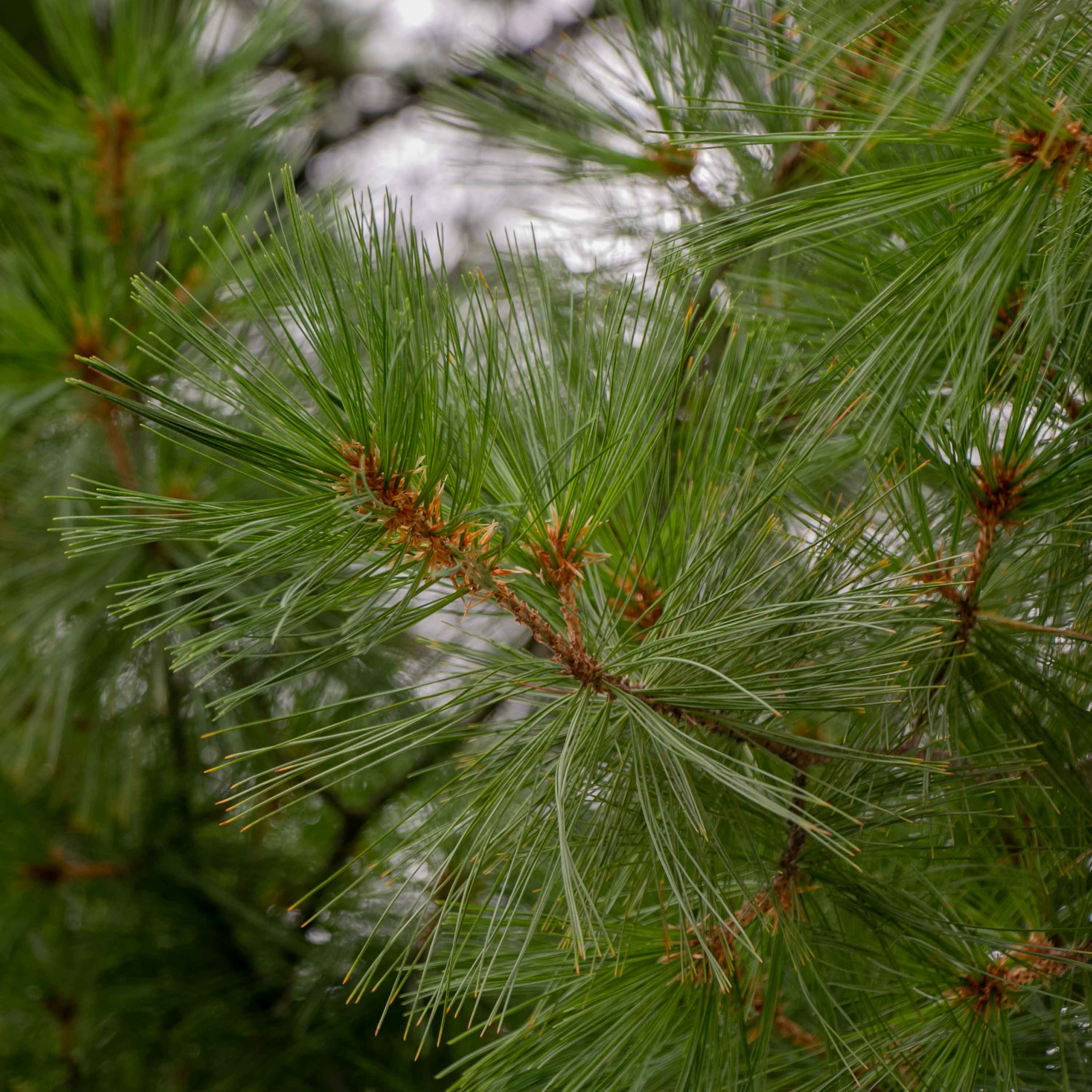 The Mary Abbot Commemorative White Pine