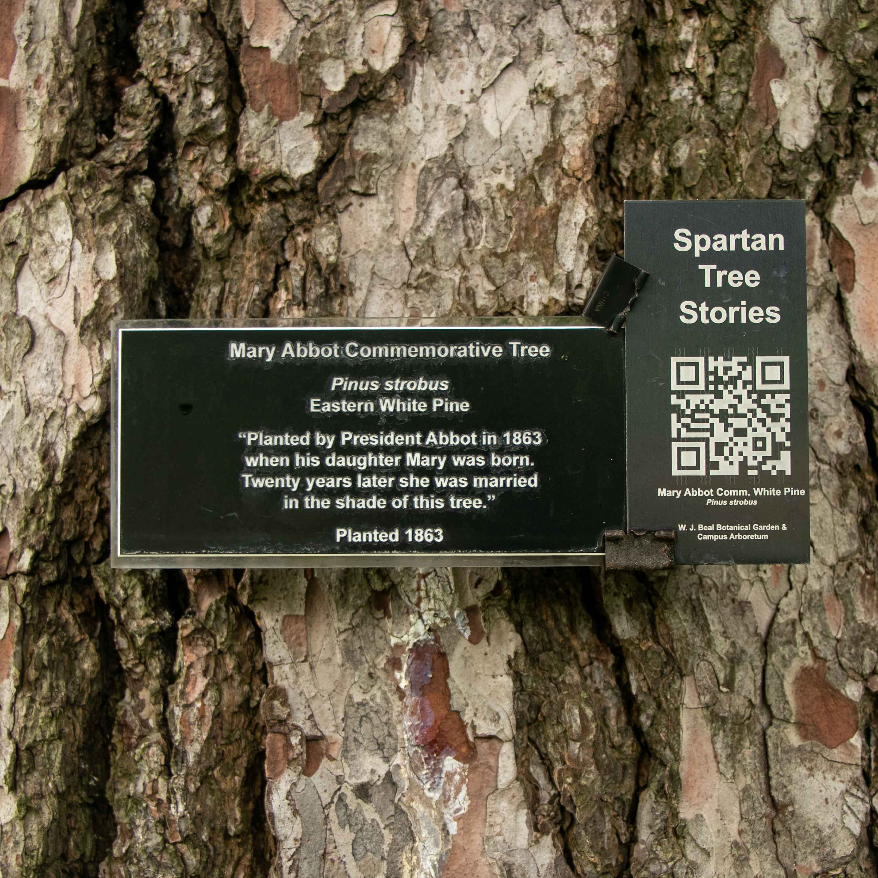 The Mary Abbot Commemorative White Pine