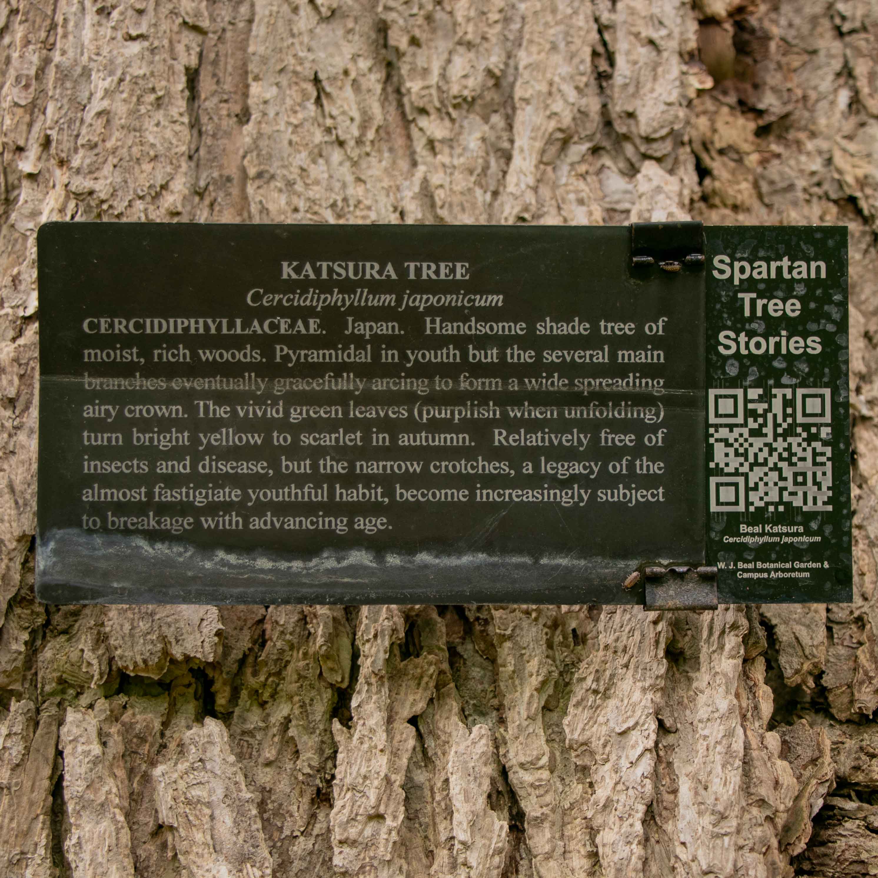 The Beal Katsura Tree