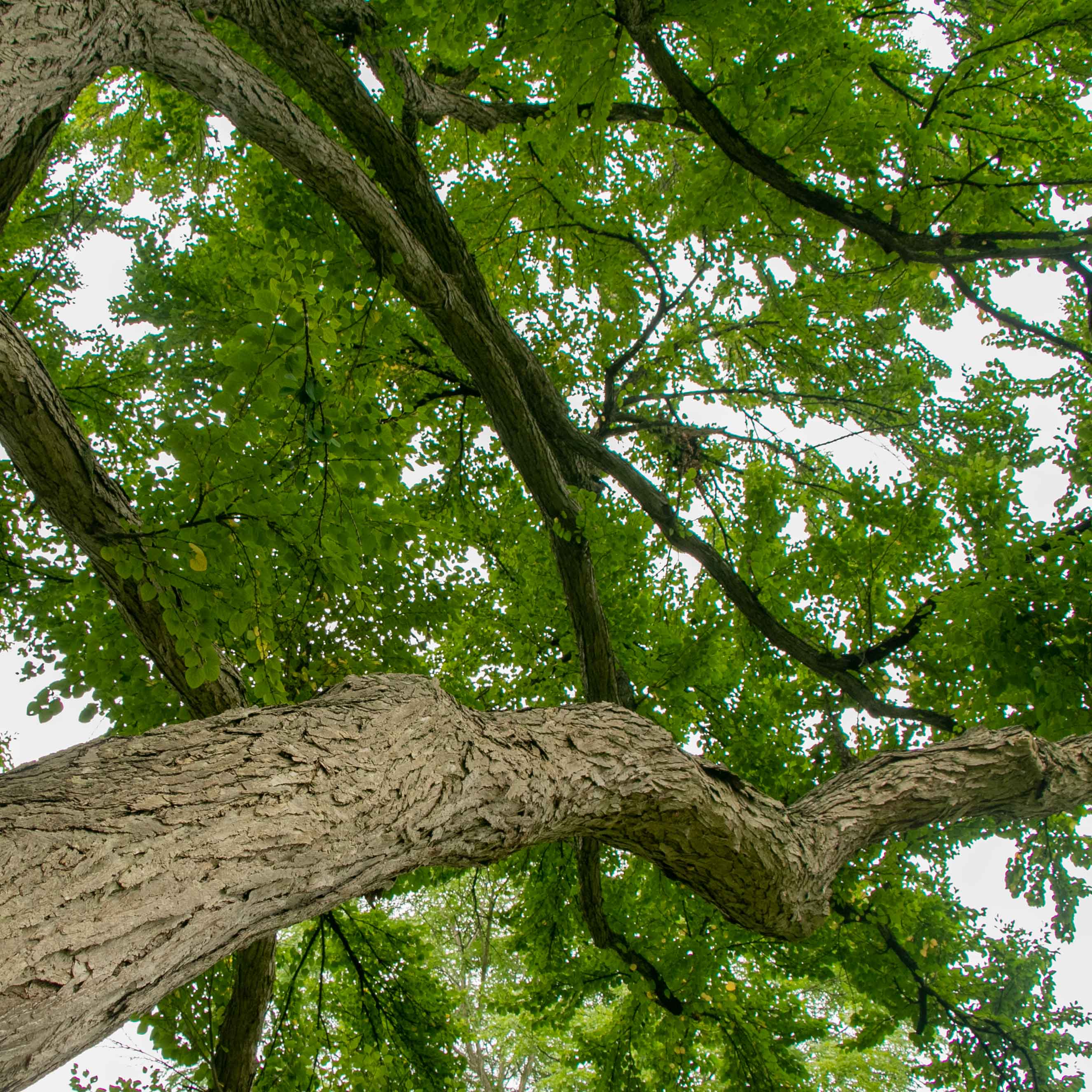 The Beal Katsura Tree