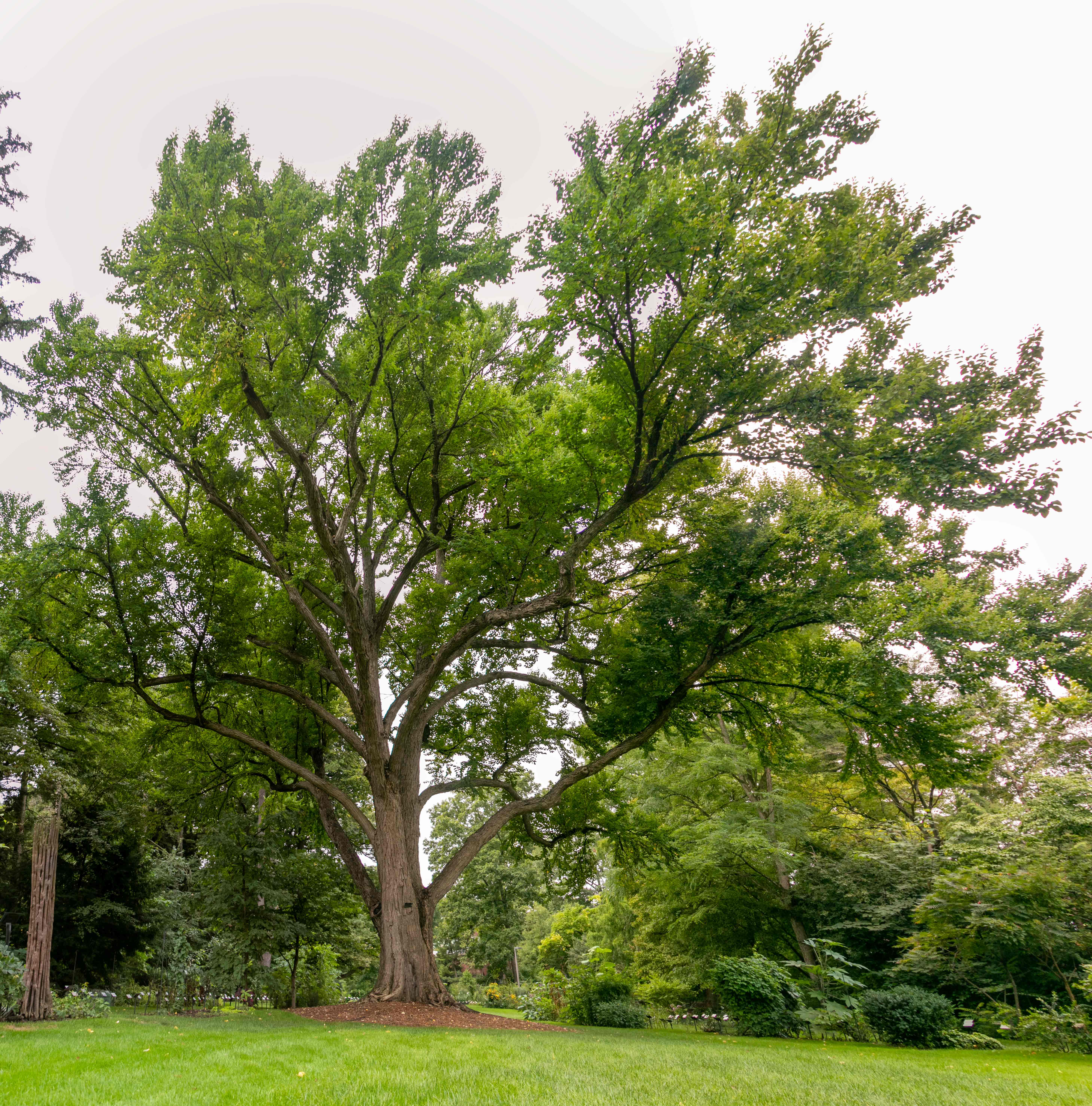 The Beal Katsura Tree