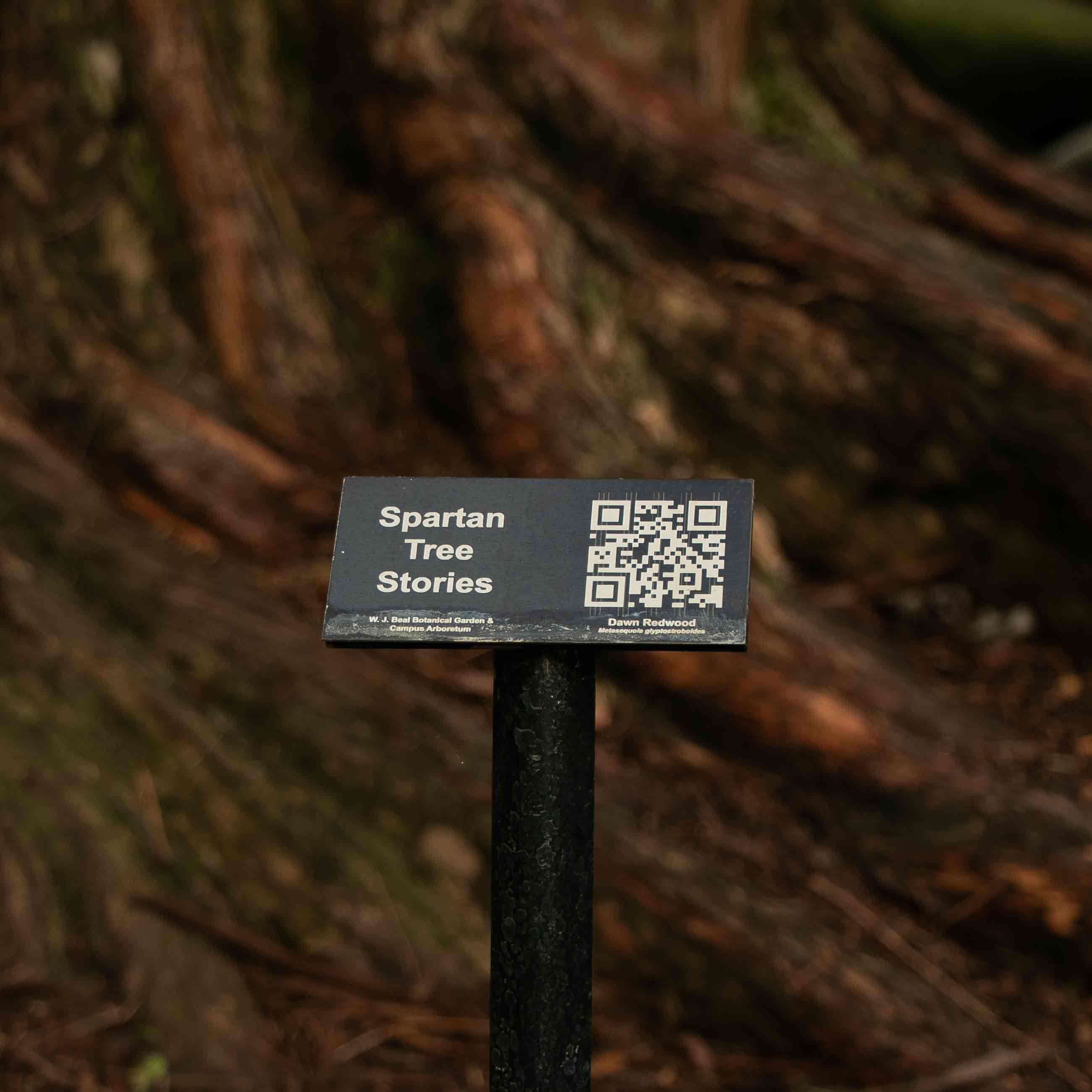 Dawn Redwood