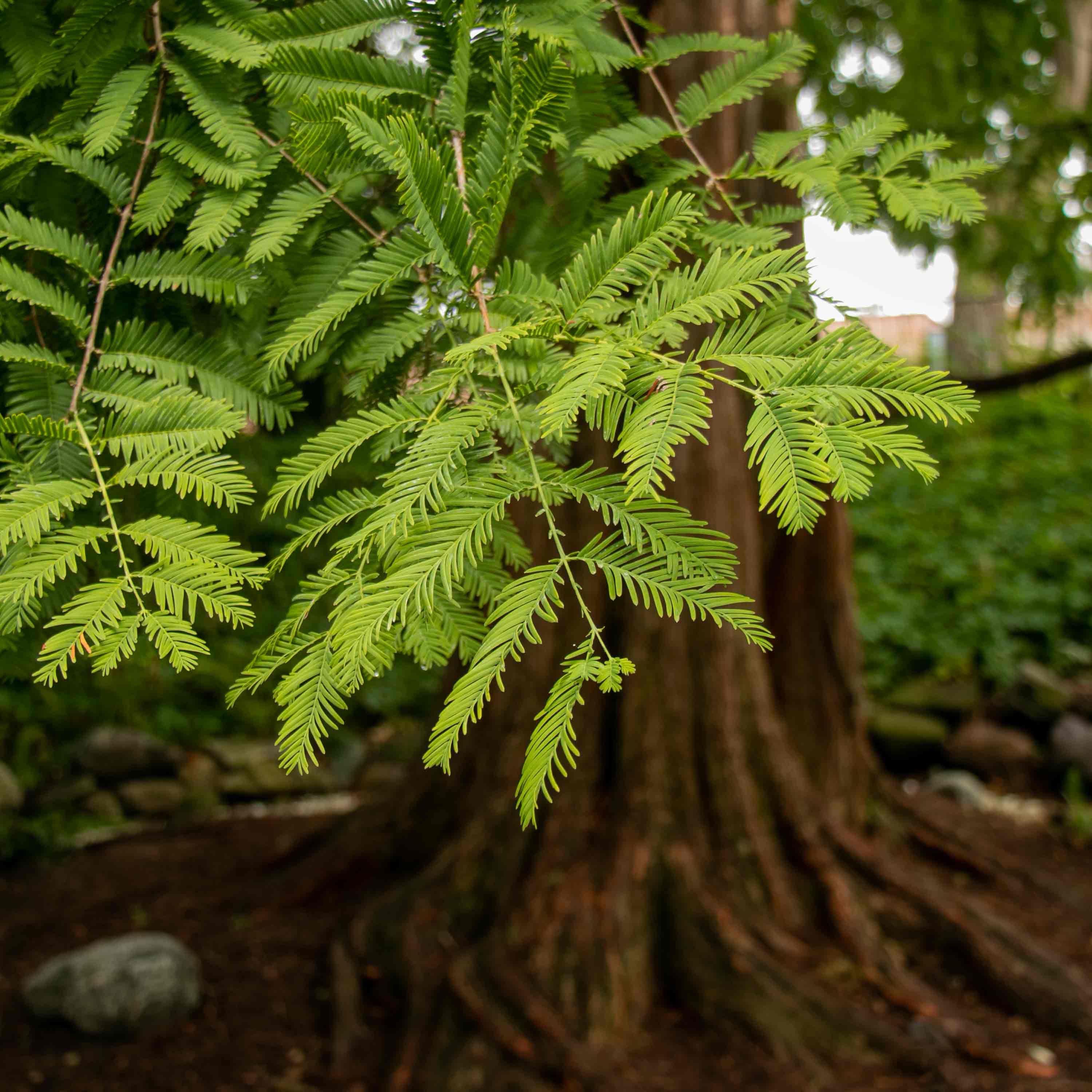 Dawn Redwood