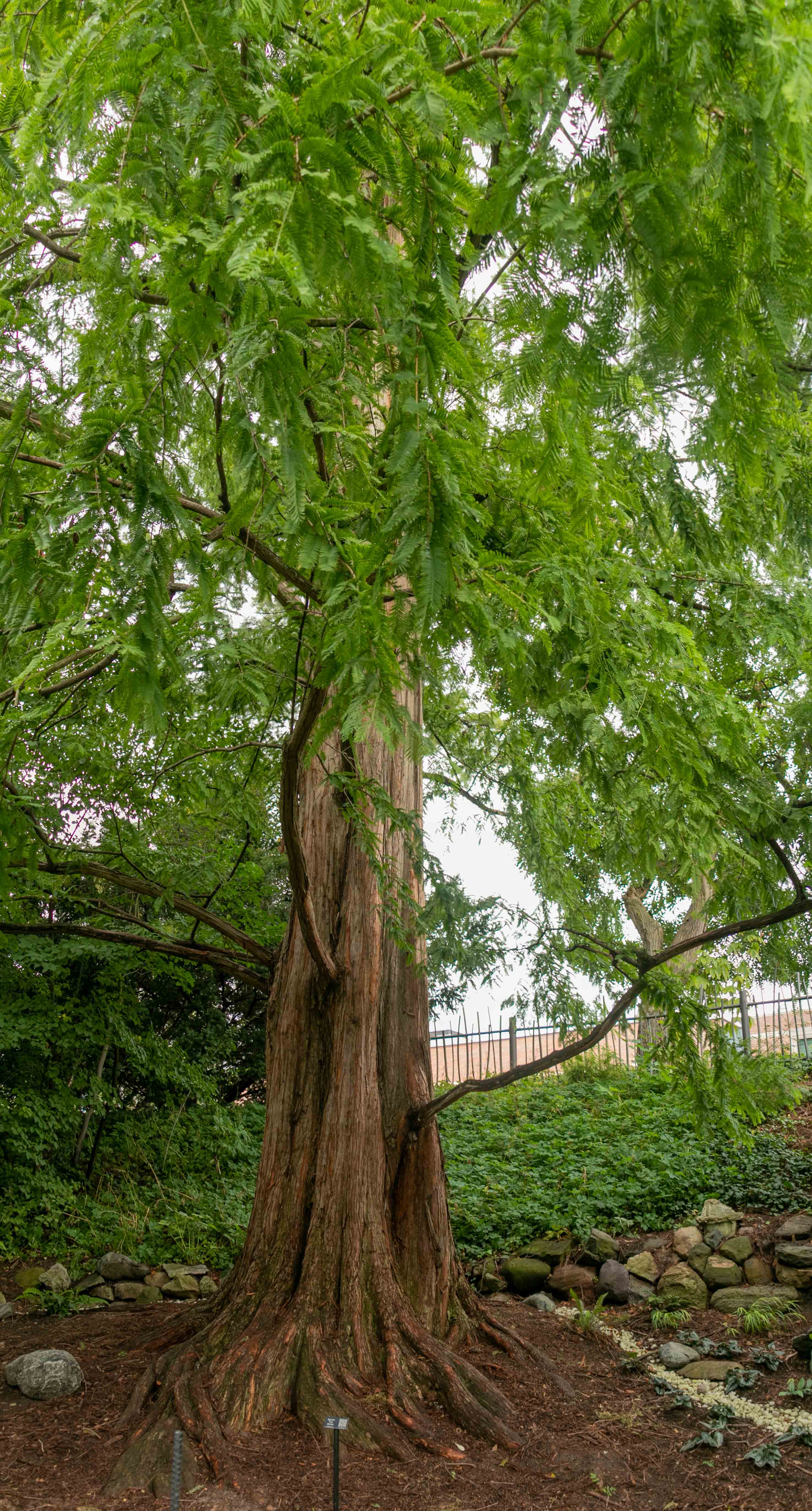 Dawn Redwood