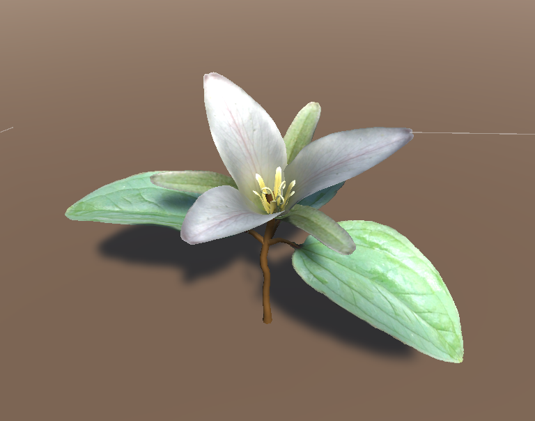 digital 3D model of a three-petaled white flower with large green leaves